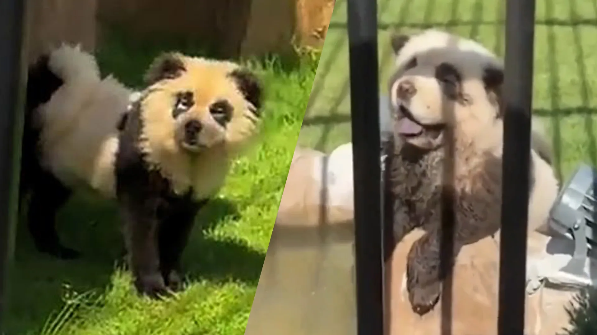 Chinese dierentuin geeft toe: onze 'panda’s’ zijn geverfde honden