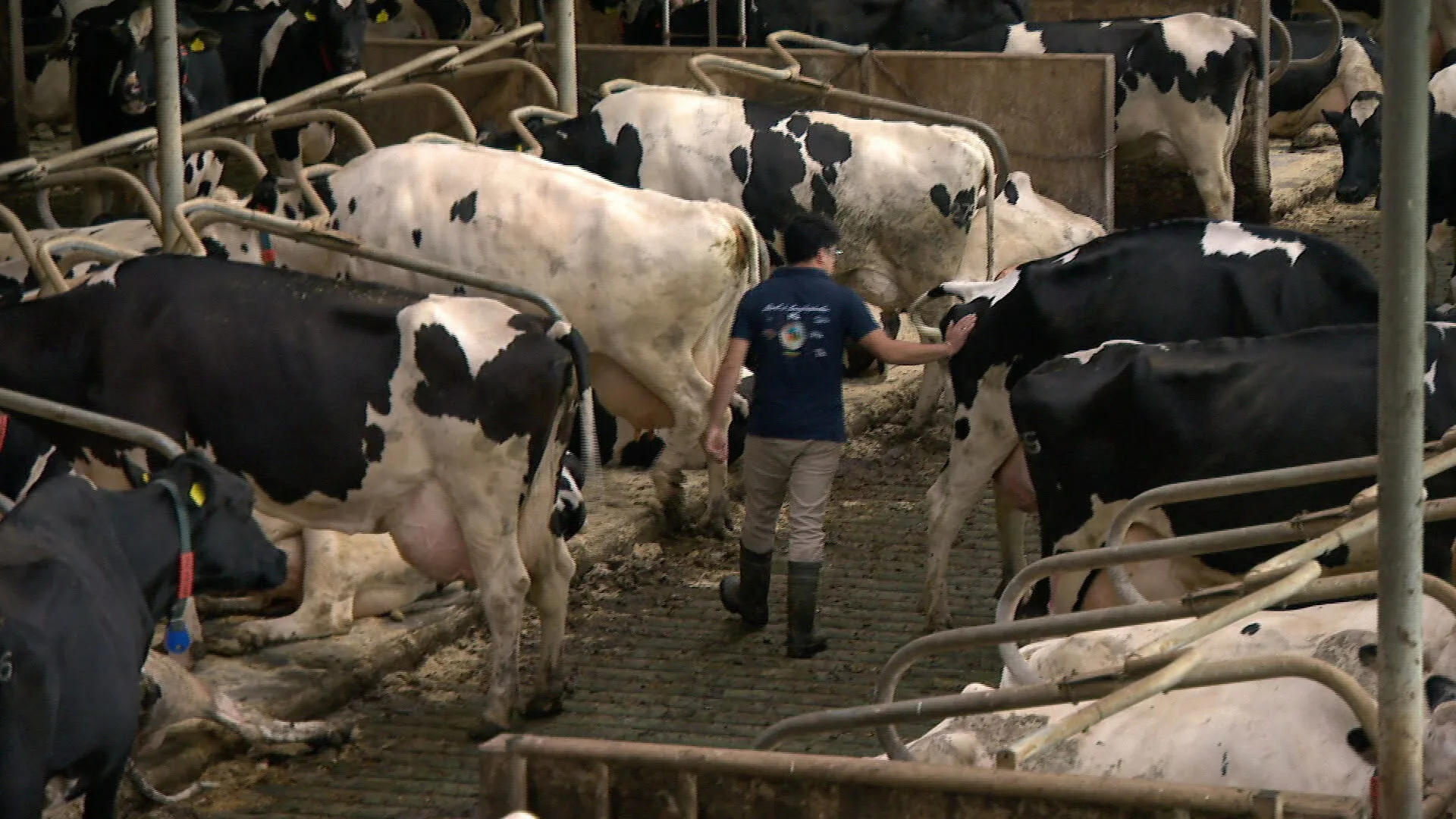'Enorm geprutst met stikstoflijsten', boeren onterecht beschuldigd