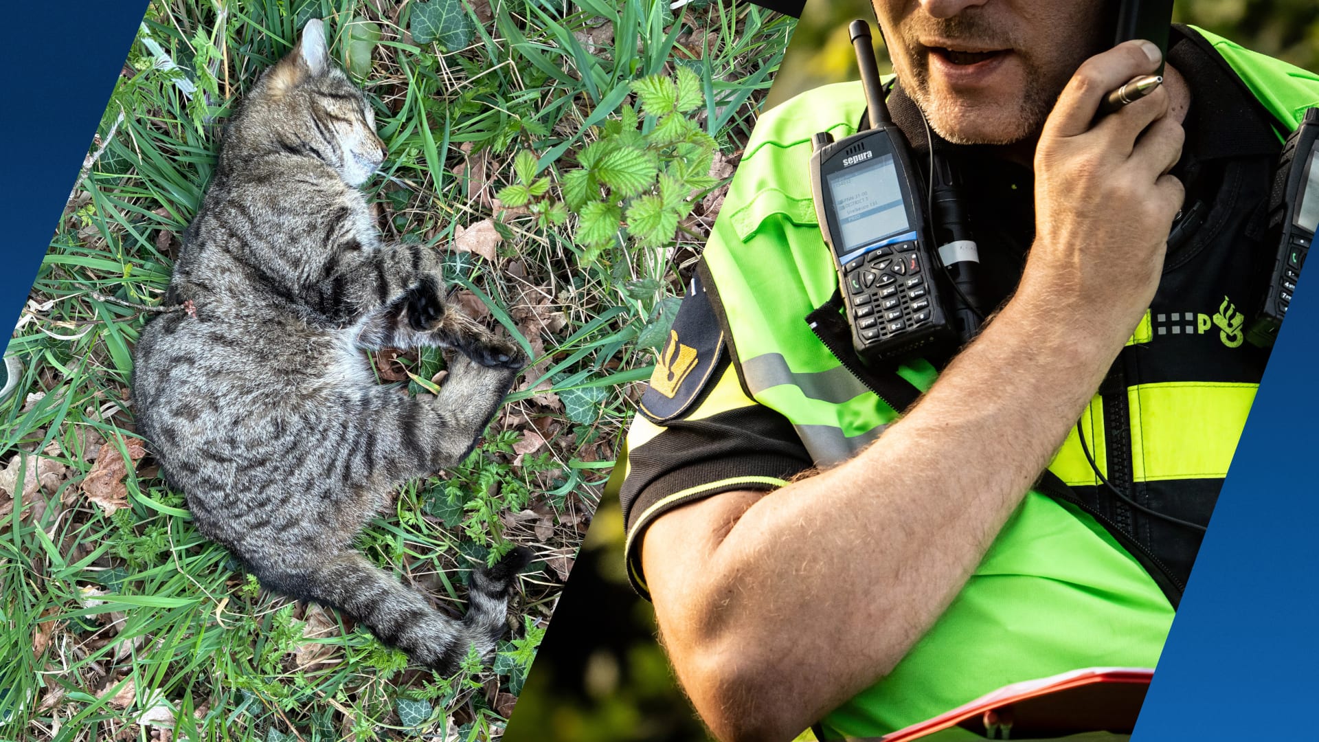 Meerdere huisdieren dood aangetroffen in Bergentheim, mogelijk vergiftigd