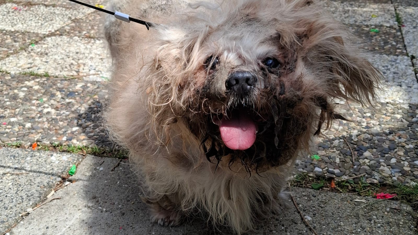 Zwaar verwaarloosde hond met gebroken kaak bij Limburgs baasje weggehaald