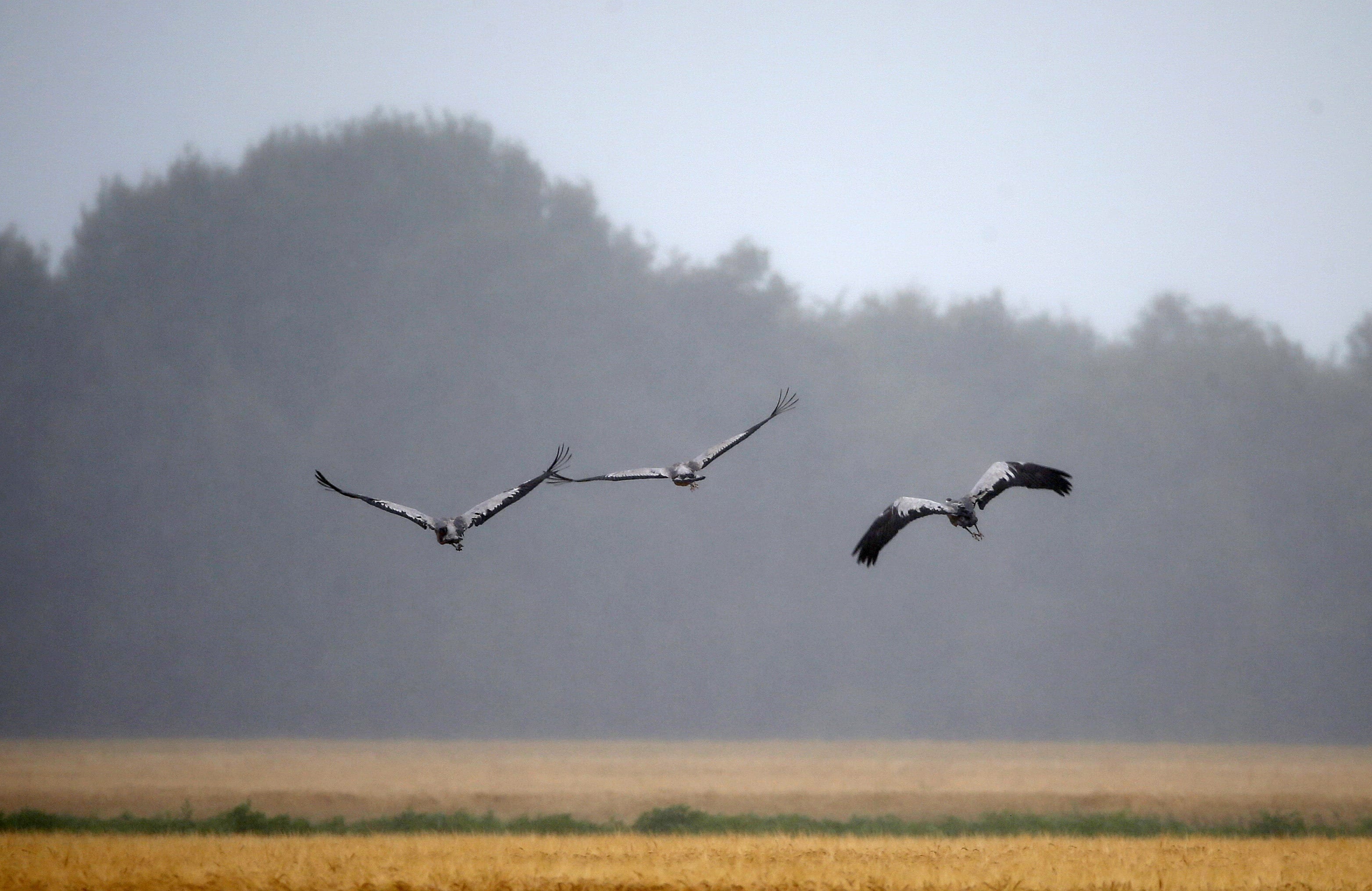 Bijzonder: dit is waarom je deze week honderdduizenden vogels in de lucht ziet