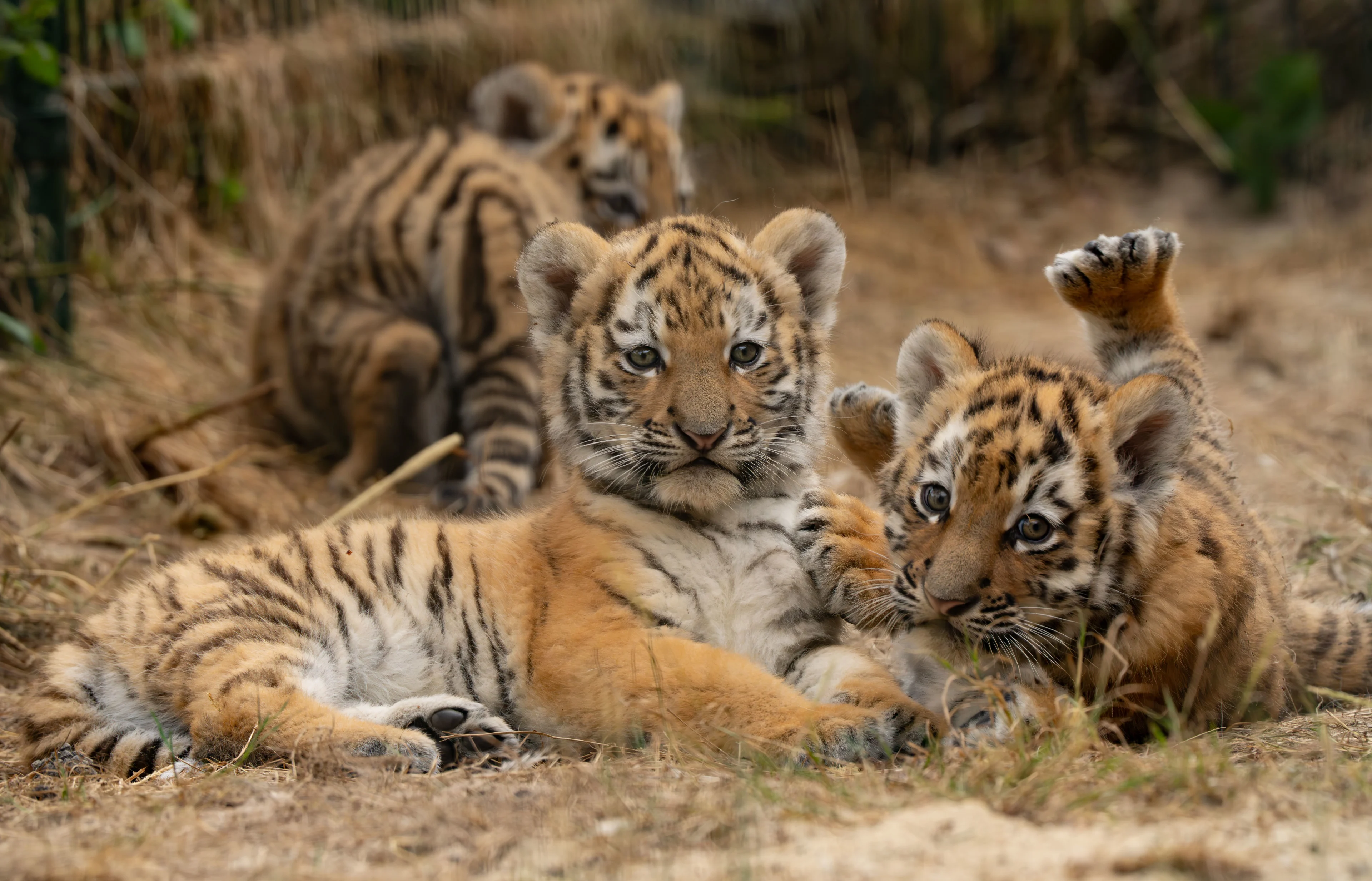 Tijgerwelpjes voor het eerst te zien in buitenverblijf bij Safaripark Beekse Bergen