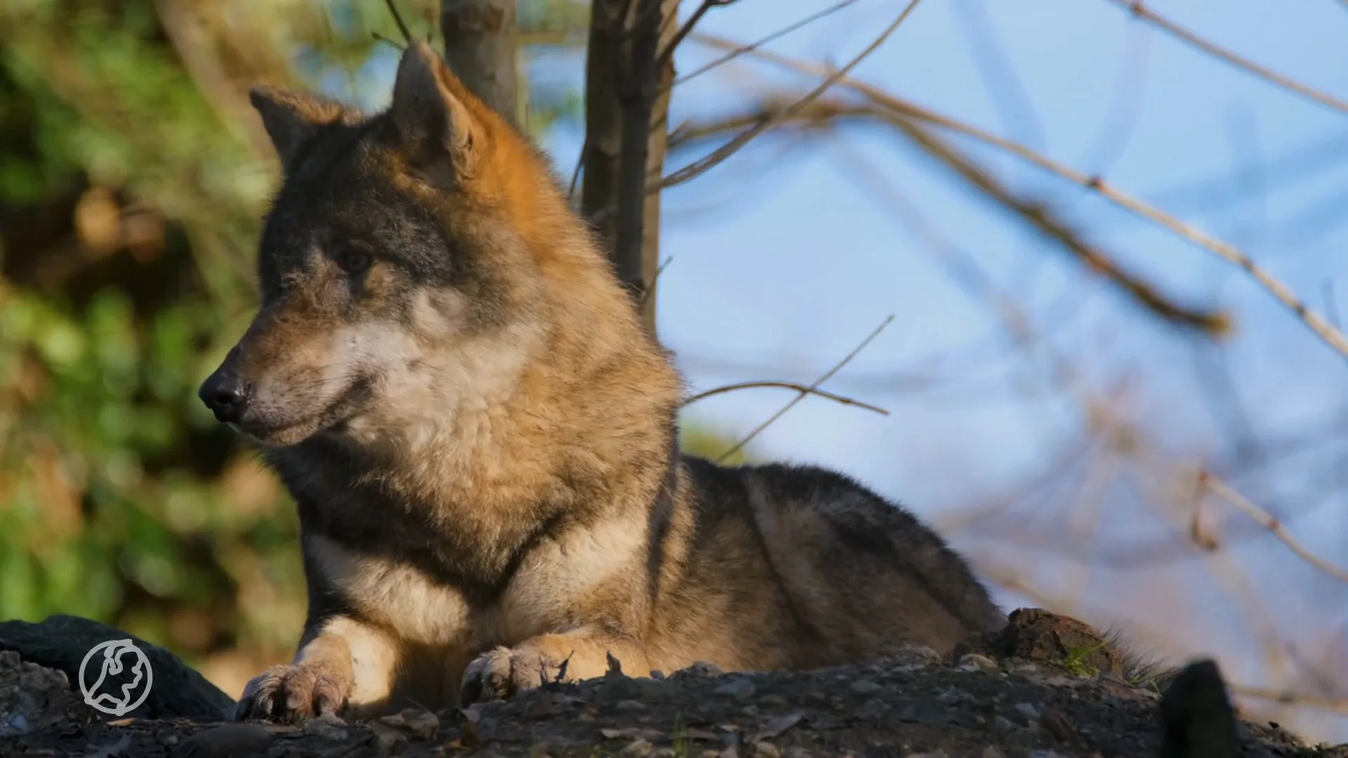 Landgoed bij Leusden gaat deels op slot na wolvenaanval op kind