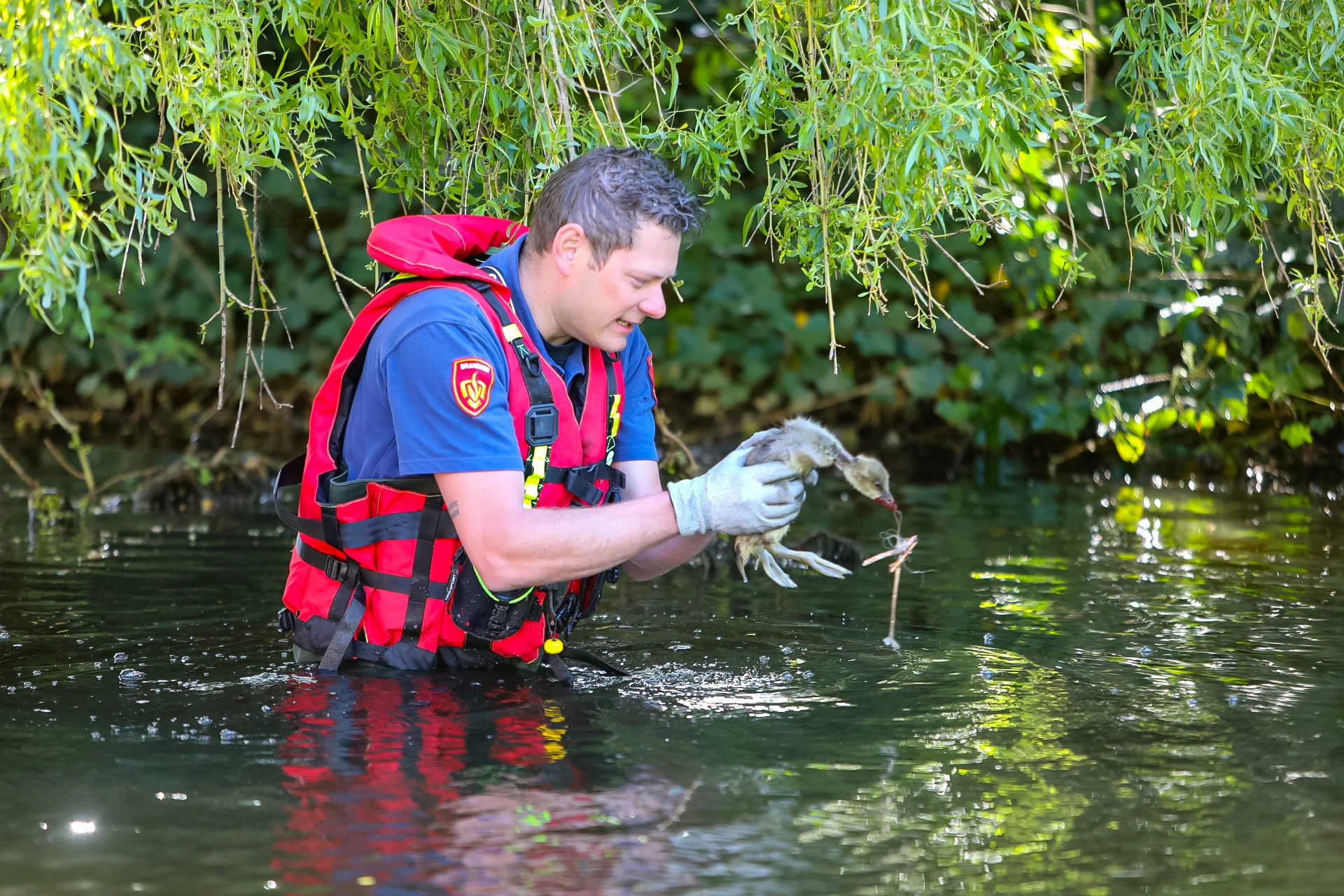 Jonge gans gered van zekere dood, bebloede snavel vast in visdraad