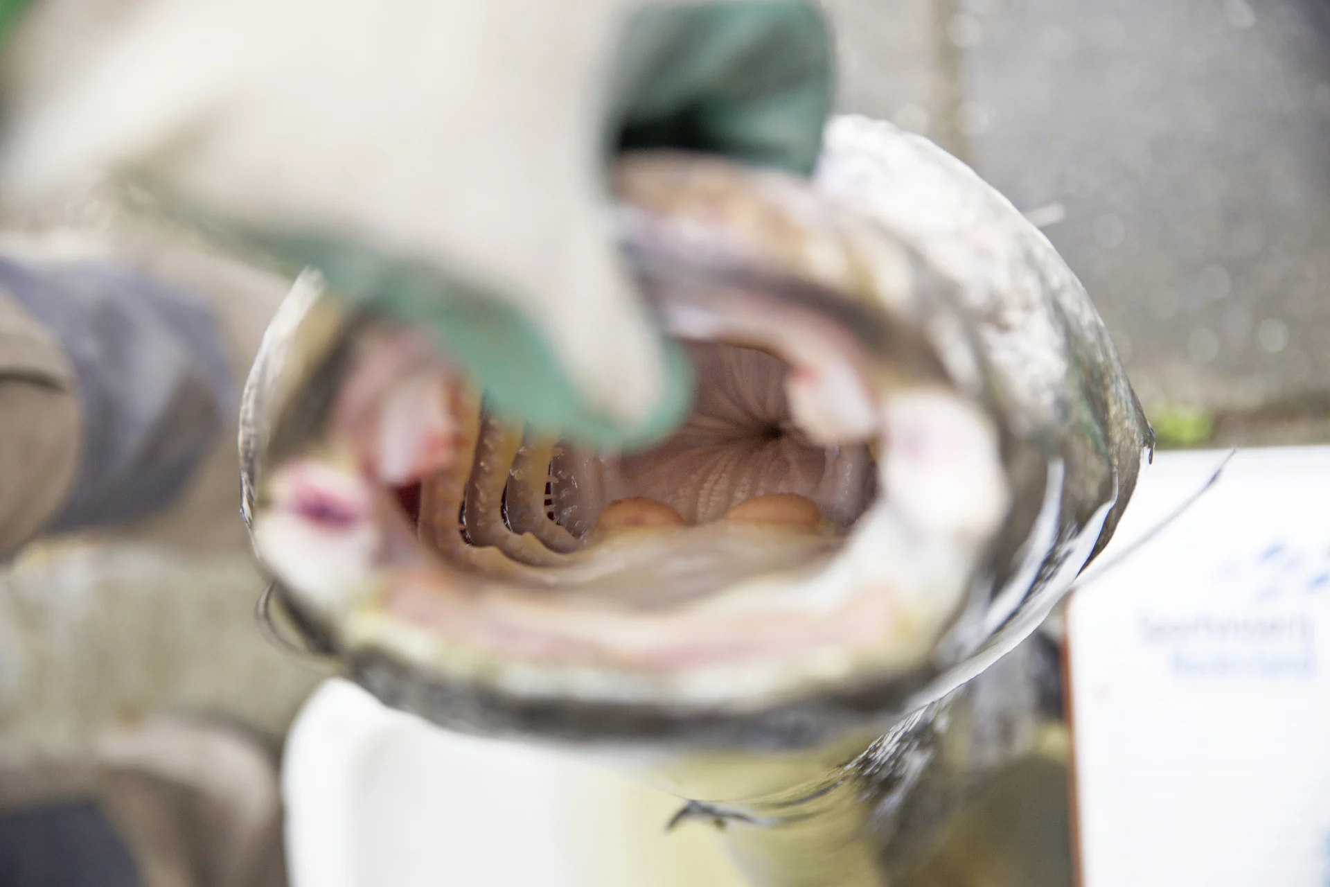 Onverdoofde slacht van meervallen 'moet stoppen', Wakker Dier stapt naar rechter