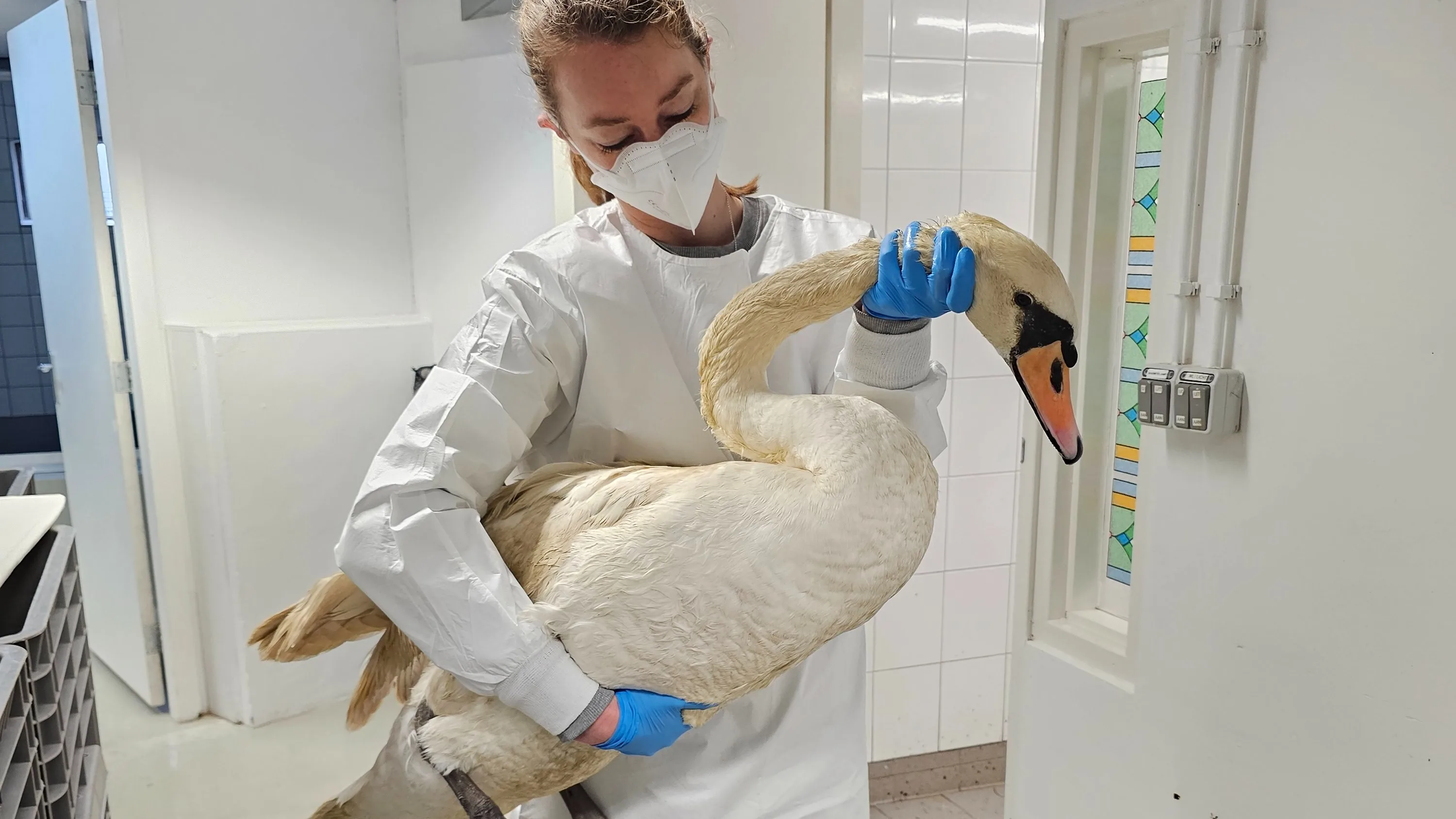Reigers en kraaien beschoten in Haarlem, dierenambulance geschokt: 'Zelden meegemaakt'