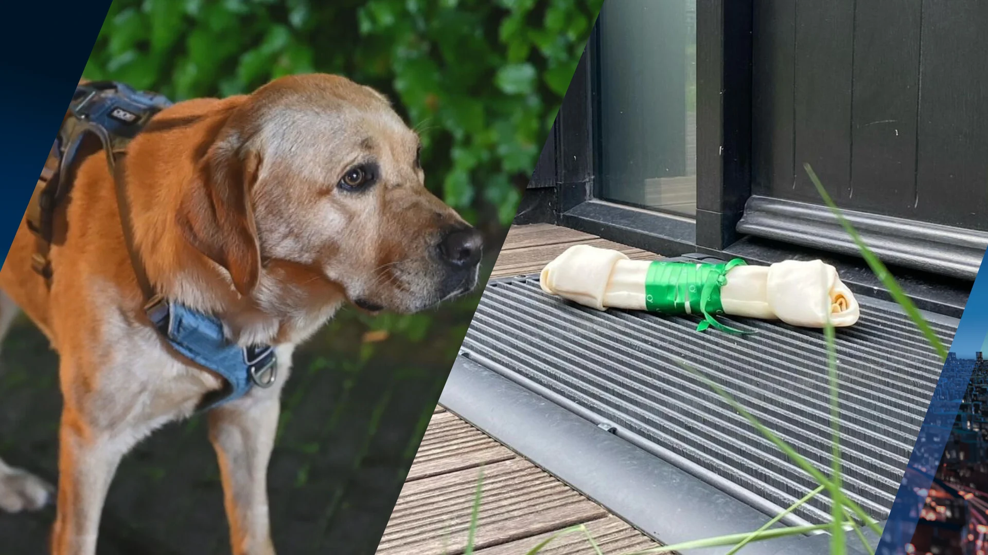 Hond Mila krijgt mega-bot voor redden gezin bij woningbrand: 'Held op vier poten'