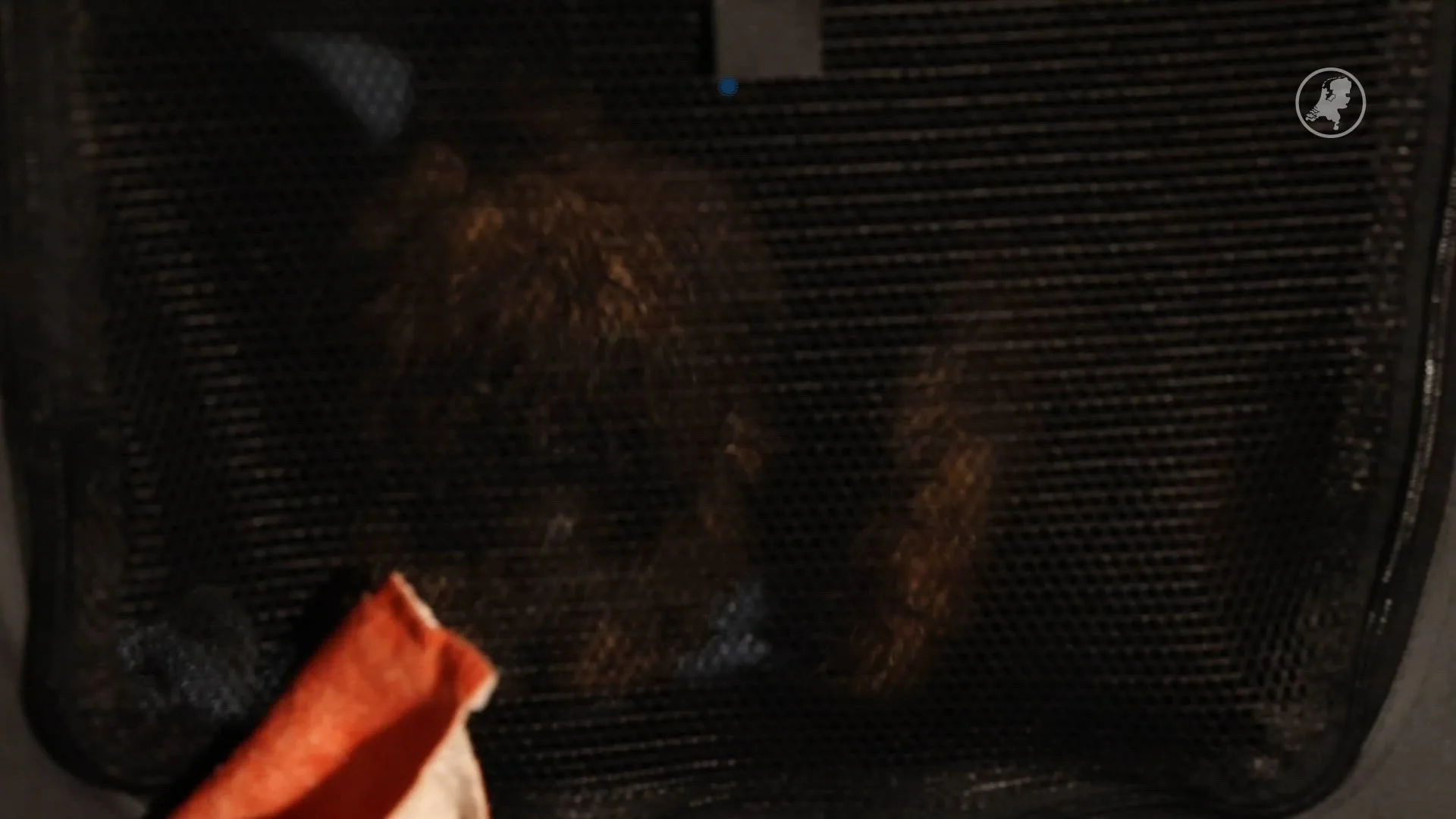 Tientallen verwaarloosde honden gevonden in vieze kelder in Zevenhoven