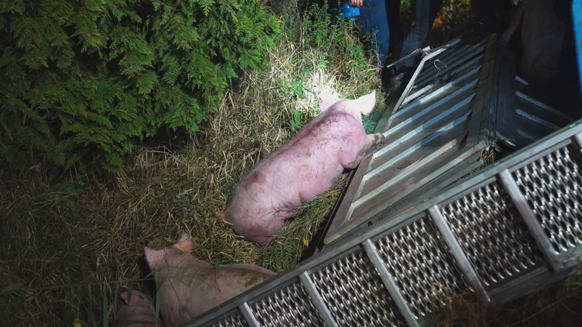 Aanhanger met varkens kantelt bij Leende, groot deel van de dieren overleeft het niet