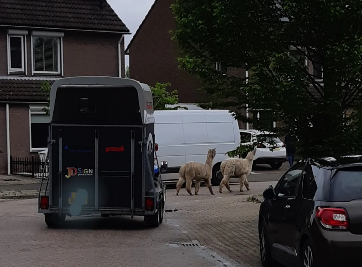 'Als wijkagent Klundert vrij is, neemt familie alpaca de benen'
