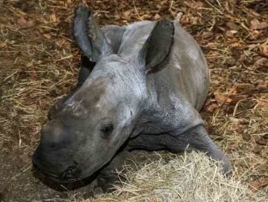 Feest in Safaripark Beekse Bergen: zeldzame witte neushoorn geboren