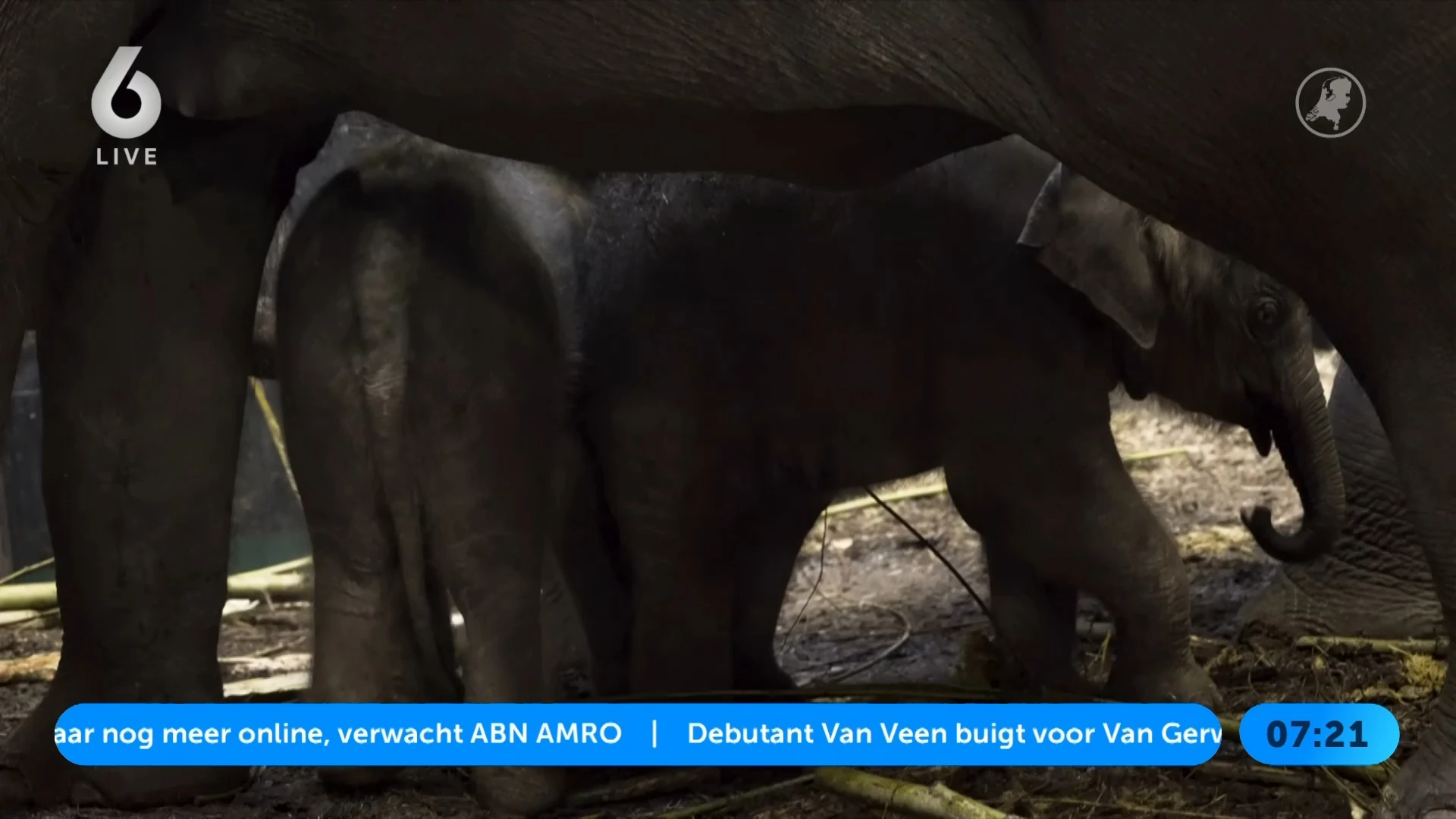 Babynieuws in ARTIS: tweede olifantenkalf geboren