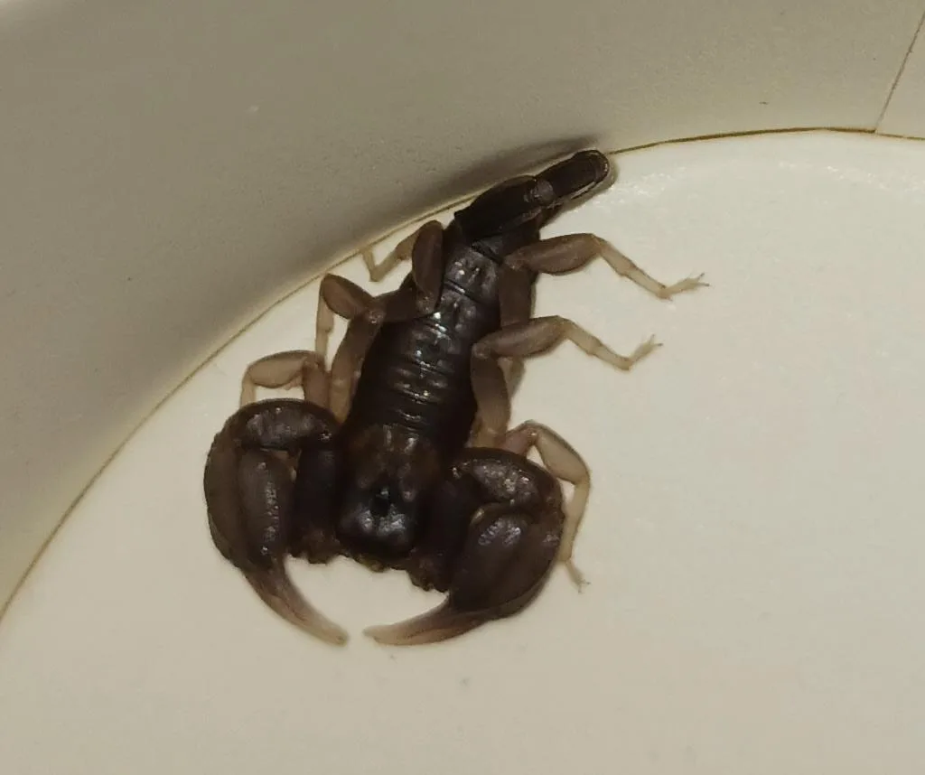 Vrouw vindt giftige schorpioen in koffer: 'Souvenir met een angel'