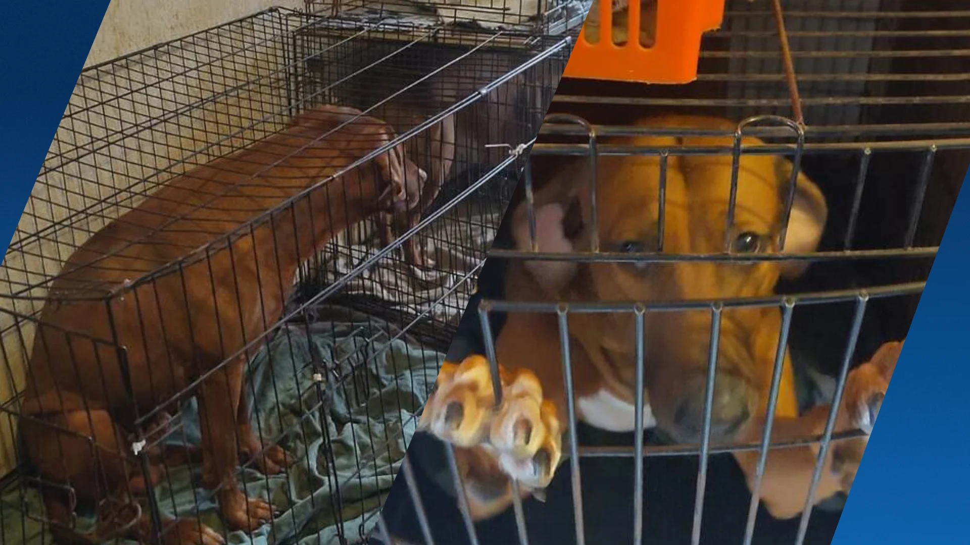 NVWA redt 84 honden van nalatige verzorger, inspecteurs bedreigd