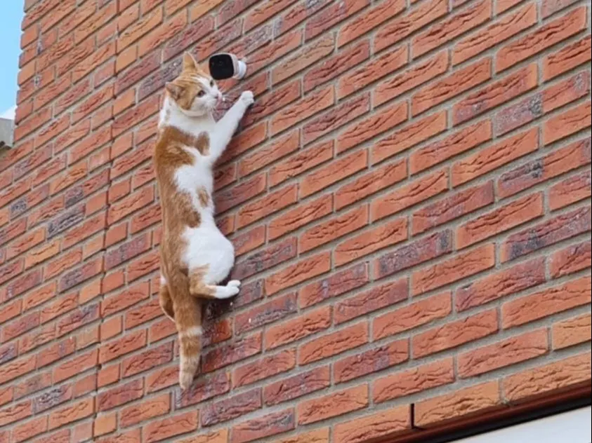 Mysterieuze muurklever op camera blijkt klimgrage kat