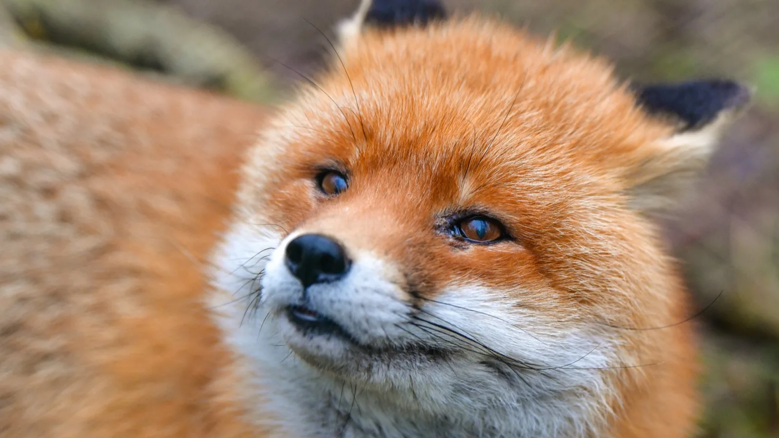 Vos met vogelgriep ontdekt in Amsterdamse Waterleidingduinen