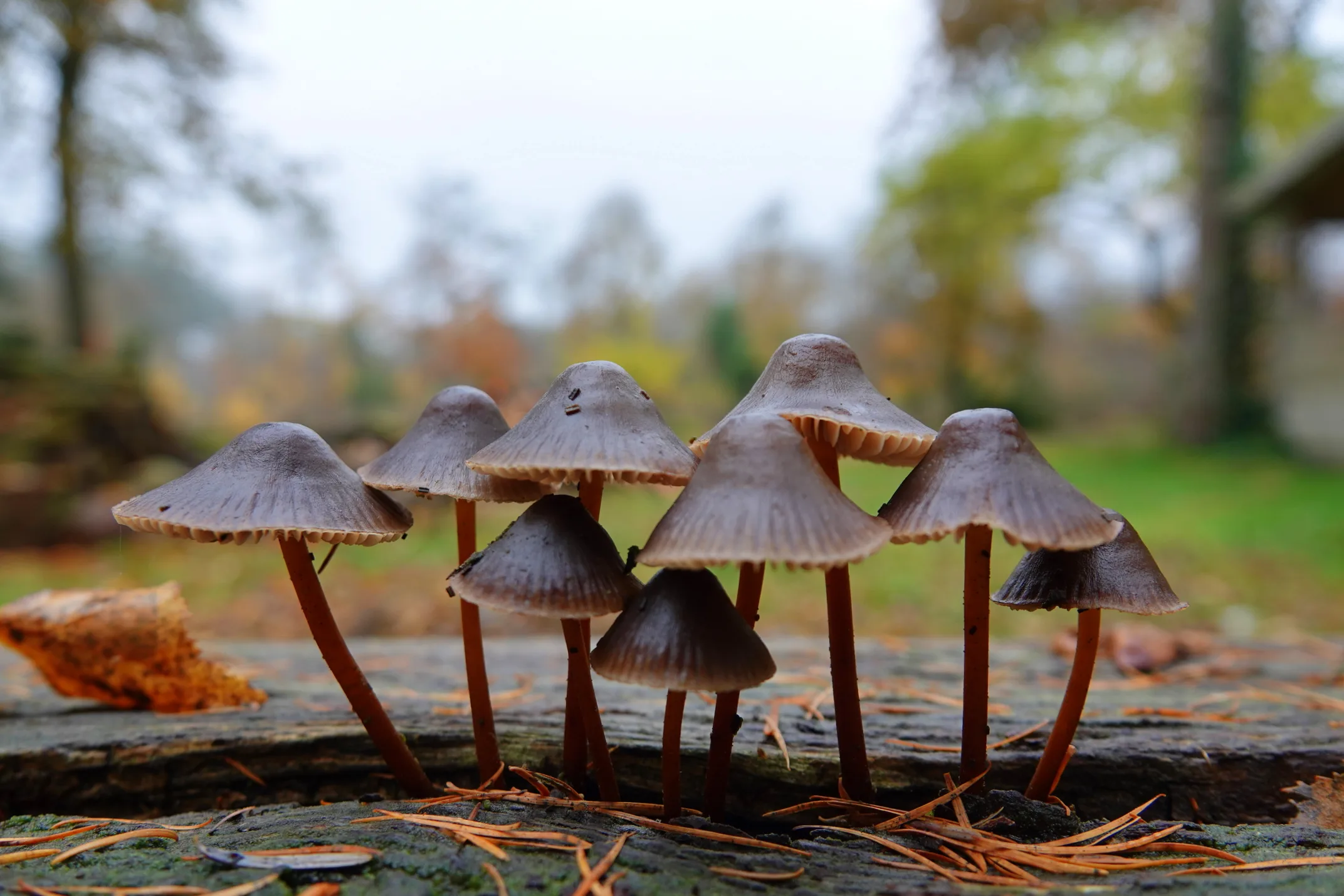 Nu nog zacht herfstweer, volgende week eerste winterse taferelen