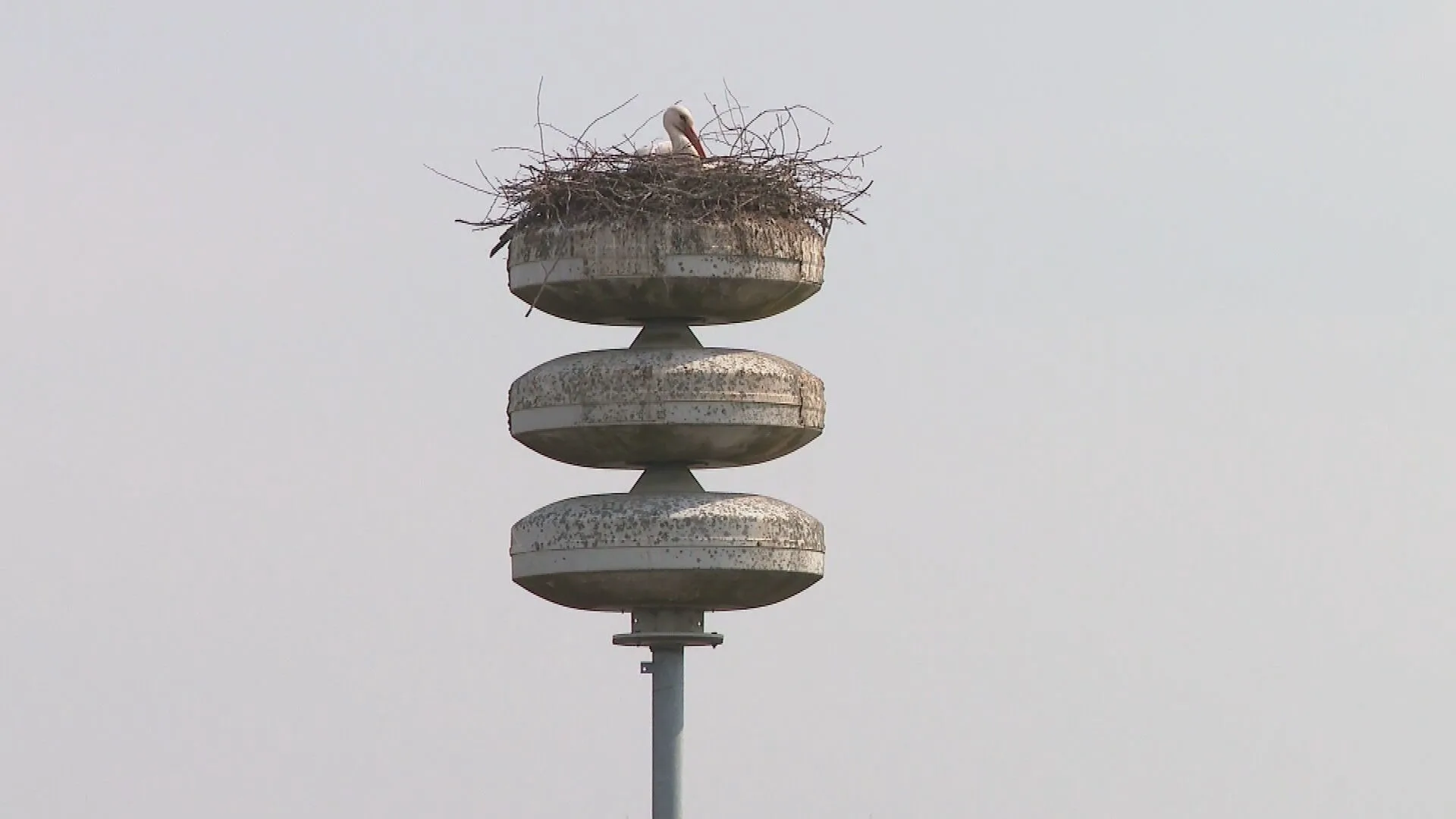 Geen luchtalarm in Raalte? Dat klopt: ze wilden de broedende ooievaars niet laten schrikken