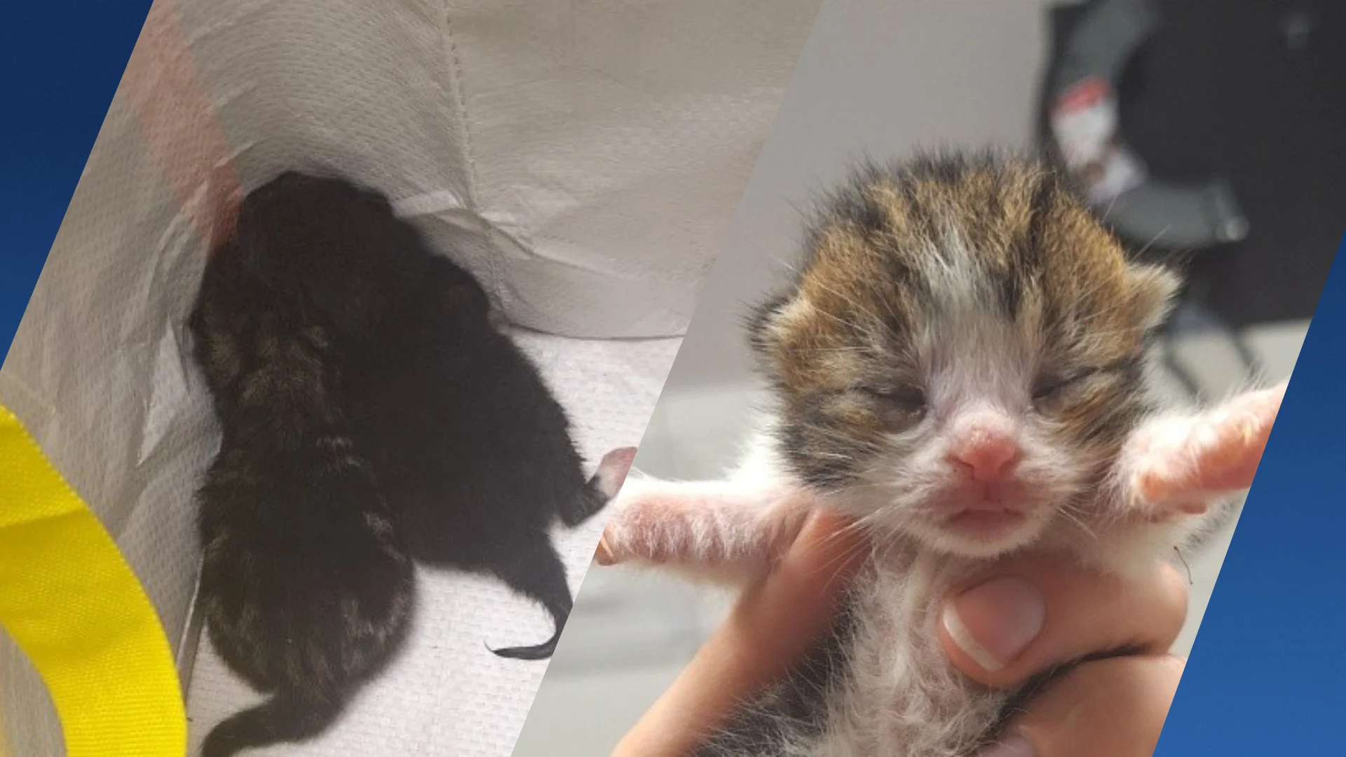 Vijf kittens gedumpt in plastic zak in Asten, twee sterven