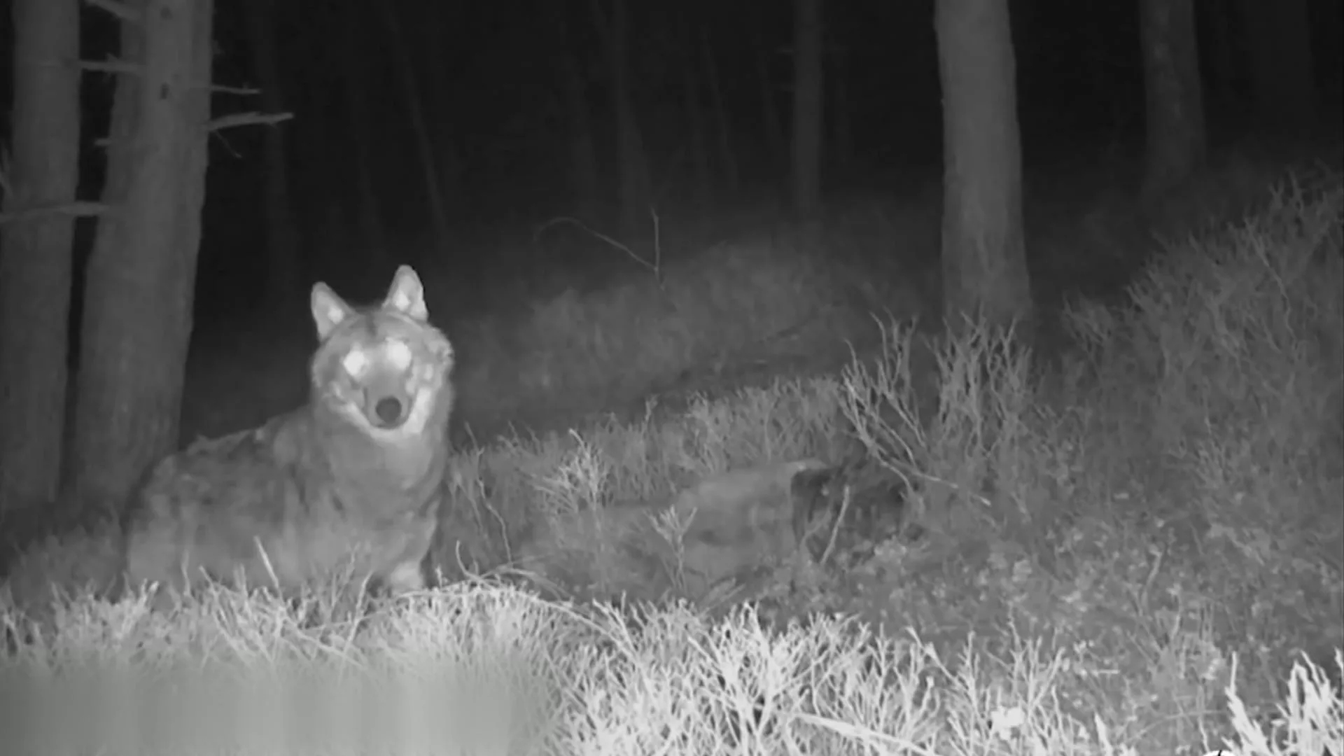 Unieke beelden: wolf verslindt prooi voor oog van wildcamera