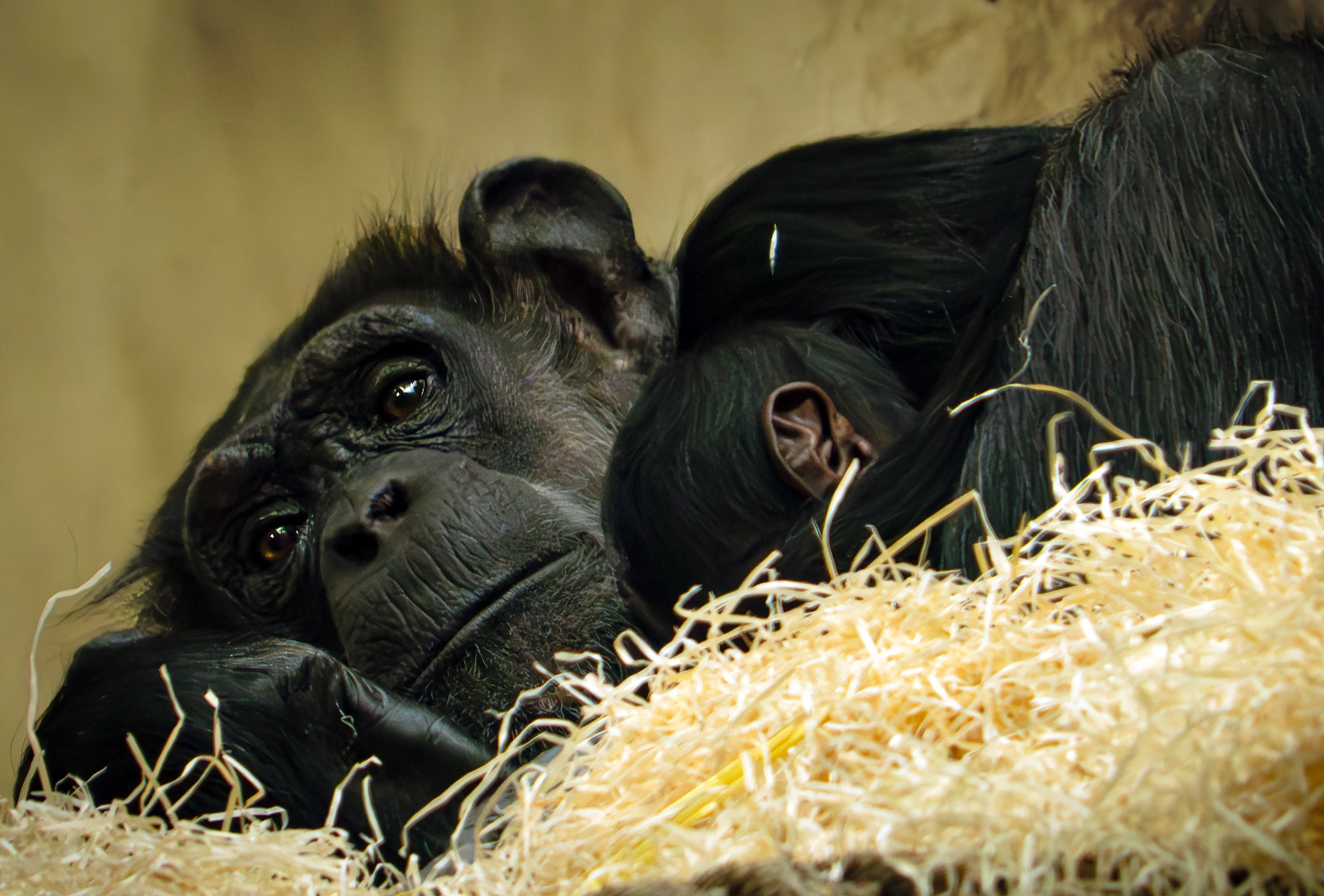 Beekse Bergen bewoner rijker: chimpansee-mannetje geboren