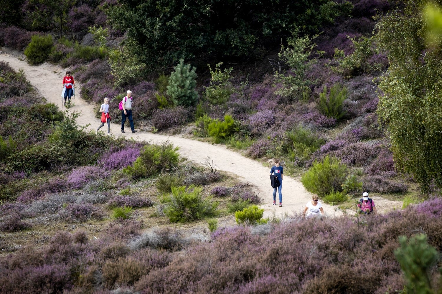 Posbank blijft nog gesloten wegens vallende takken en harde wind