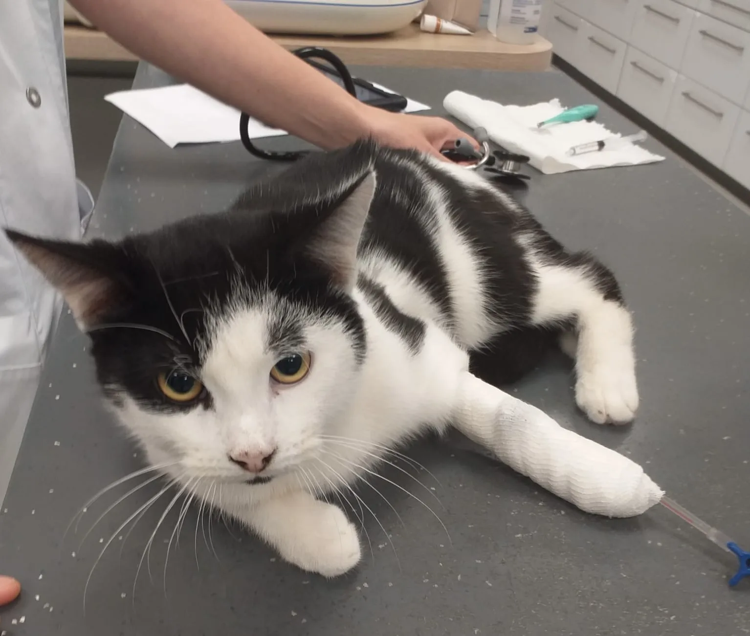 Katten komen niet altijd op hun pootjes terecht: Tino valt van grote hoogte en breekt poot en heup