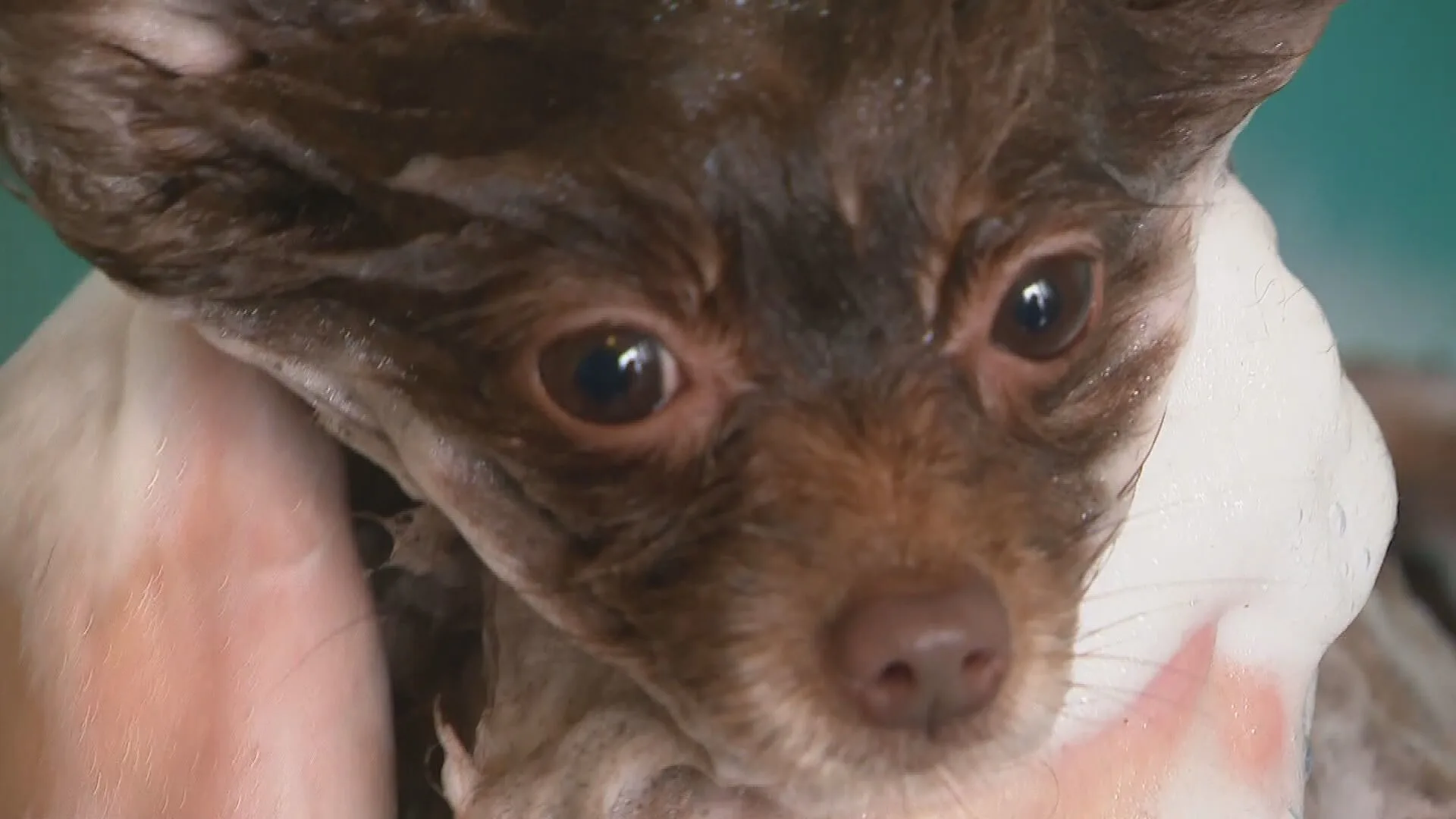 Gedumpte chihuahua's krijgen make-over: 'Eentje zat onder zijn eigen poep'