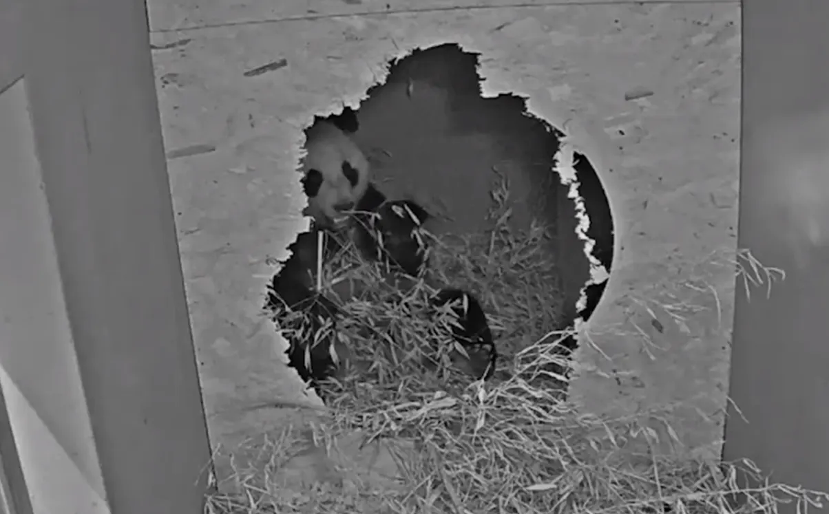 Zwanger of niet? Reuzenpanda Wu Wen houdt Ouwehands Dierenpark in spanning