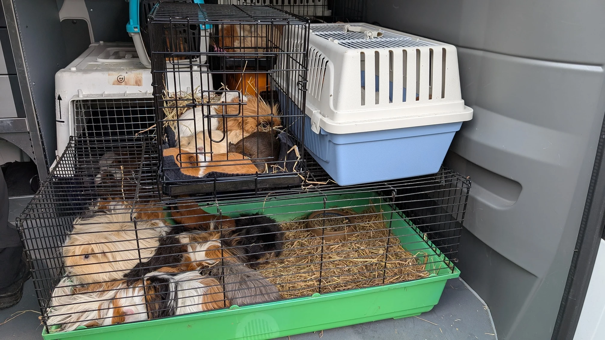 Honderden verwaarloosde, zieke cavia's meegenomen van fokster (80) uit Westerveld