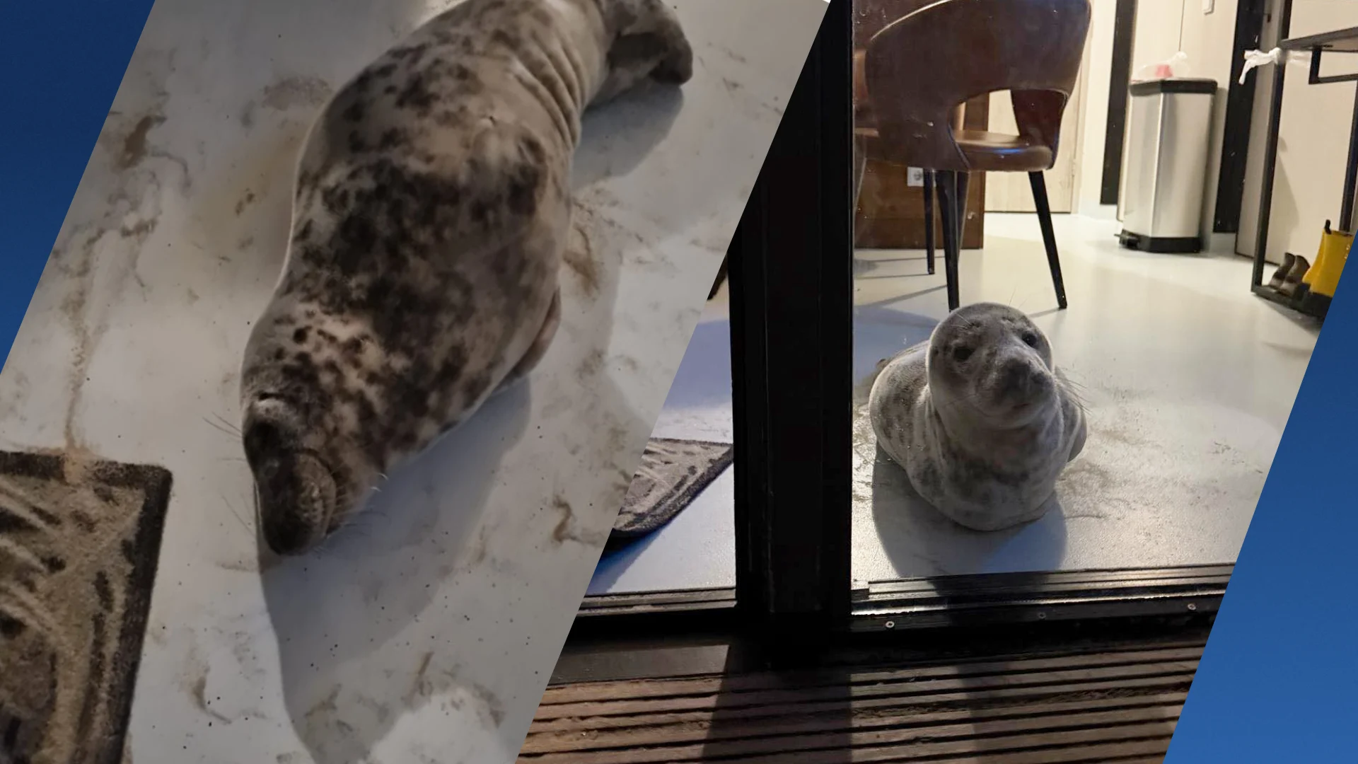 Zeehond pikt hotelkamer Kroatische gasten in en doet schoonheidsslaapje