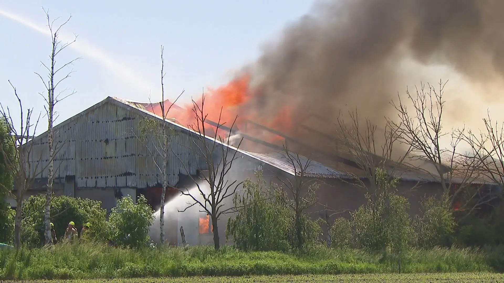 Vlammen slaan uit stal bij zeer grote brand op varkensboerderij Nederweert 