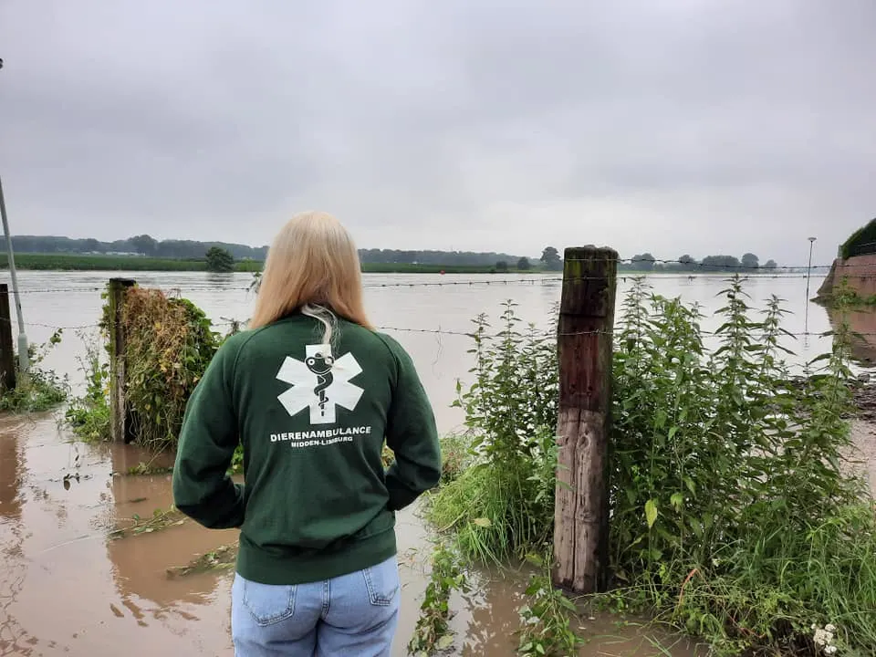 Grote zorgen om dieren in watersnood in Limburg: 'Waarom is er geen rampenplan?'
