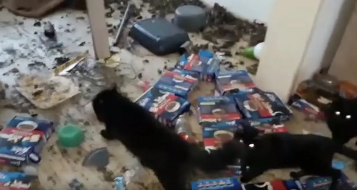 Nieuw onderkomen voor 58 verwaarloosde katten uit Katwijk