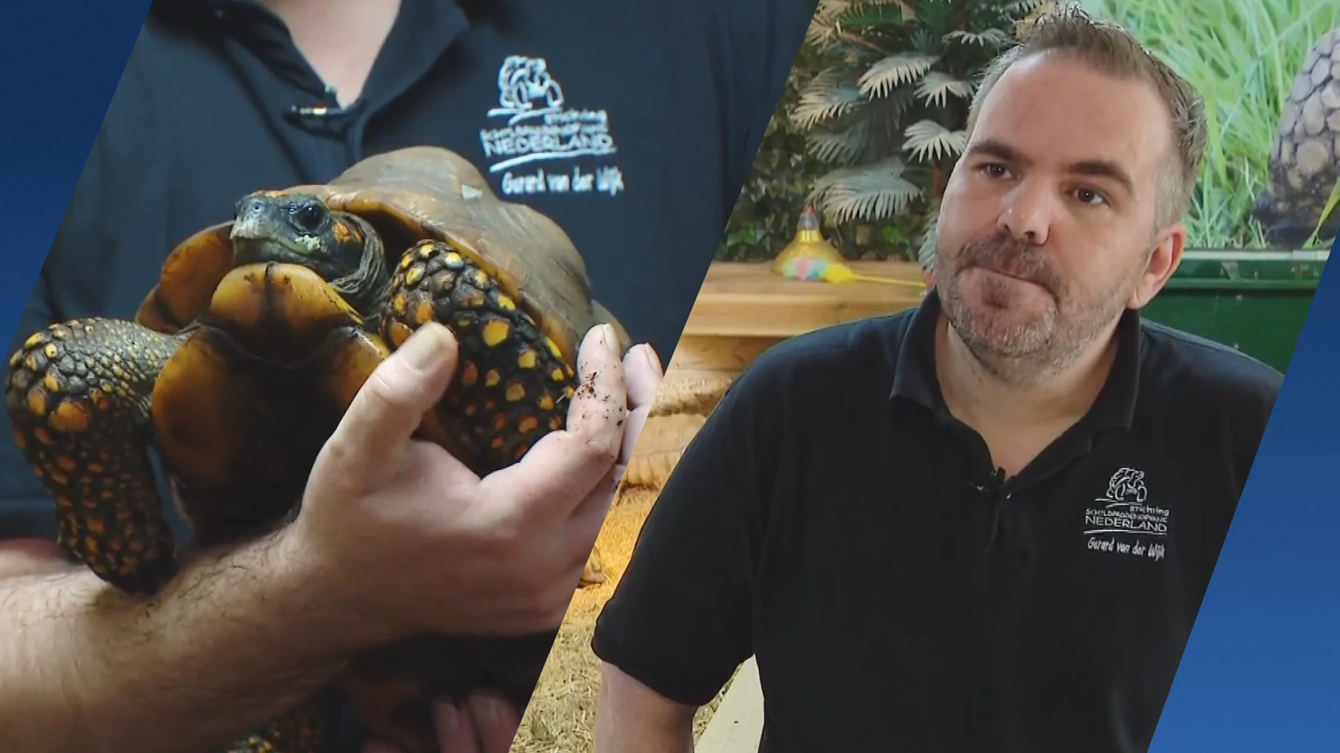 Massale steun voor overvolle schildpaddenopvang: meer dan 55.000 euro opgehaald