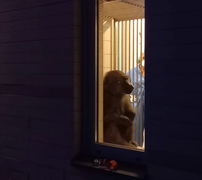 Stichting AAP leert eenzame ex-circusbaviaan Kaki weer 'aap zijn'