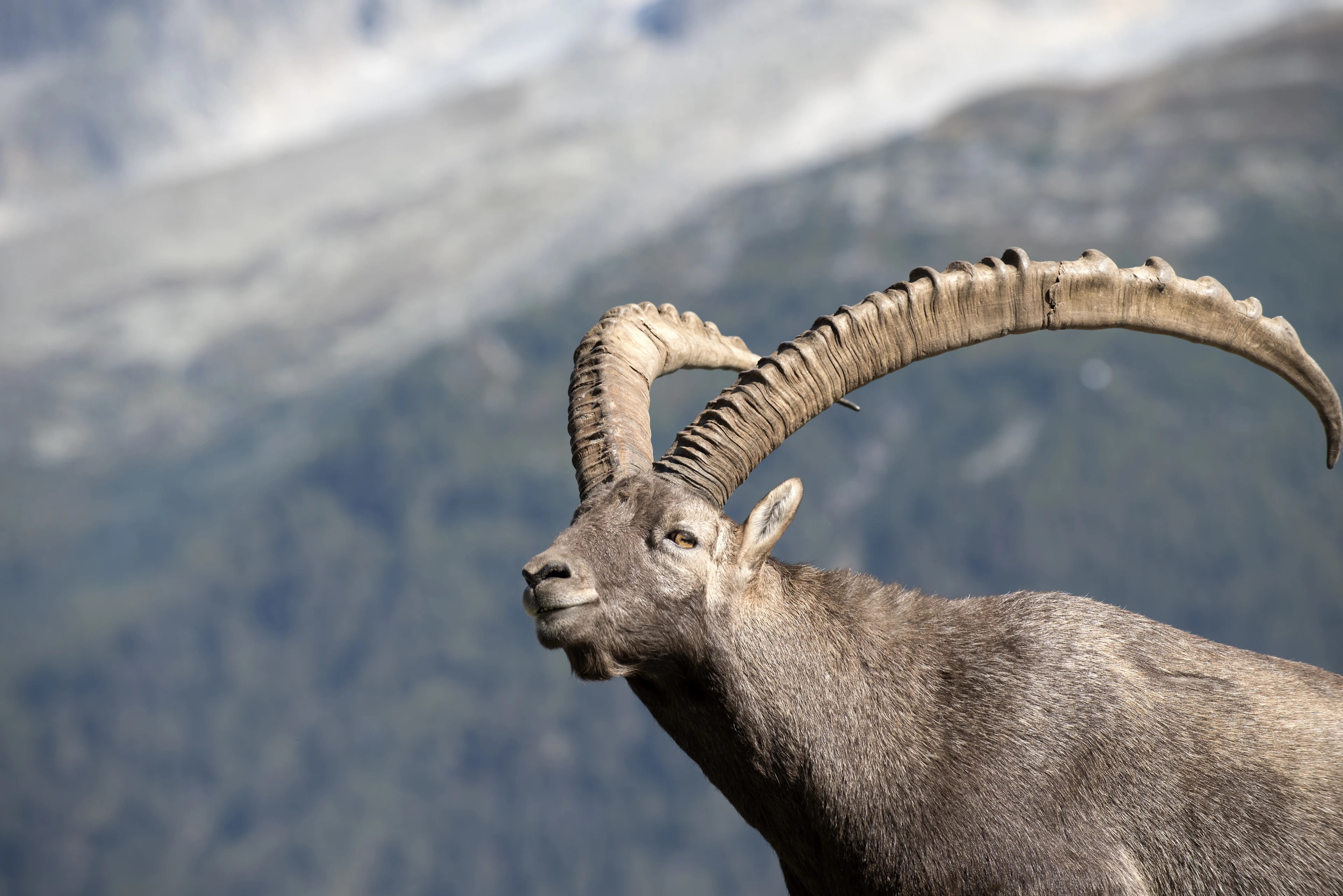 Agressieve steenbok duwt Nederlandse vrouw (64) van 70 meter diepe klif in Spanje