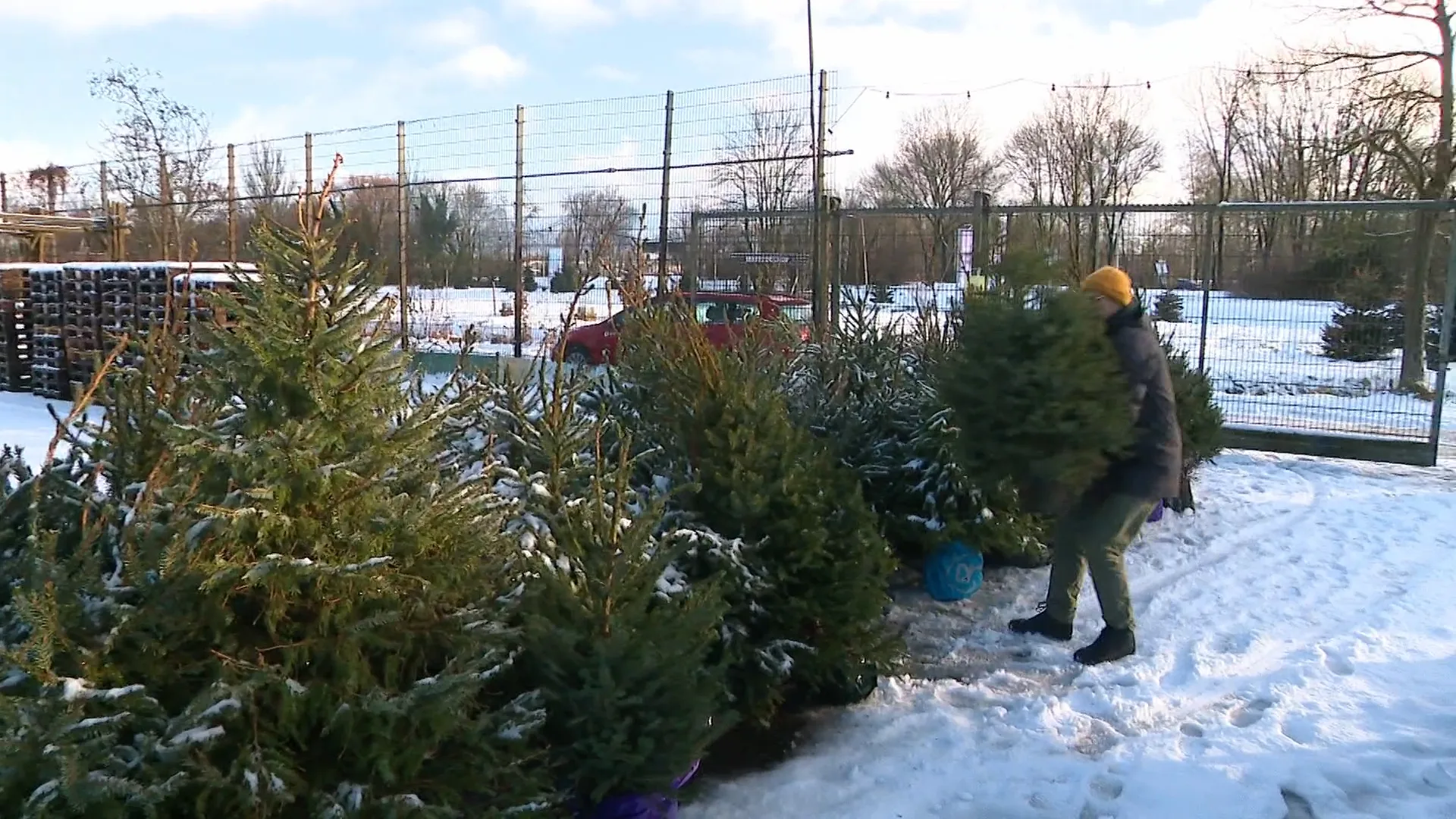 Kerstboom de deur uit: naar de stort of terug in de grond?