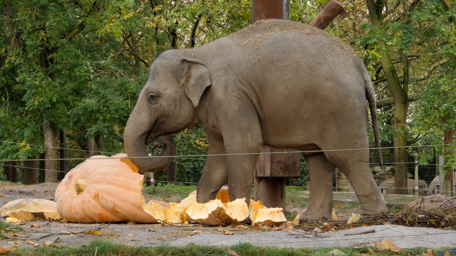 Gigantische pompoen voor olifantendames in Blijdorp