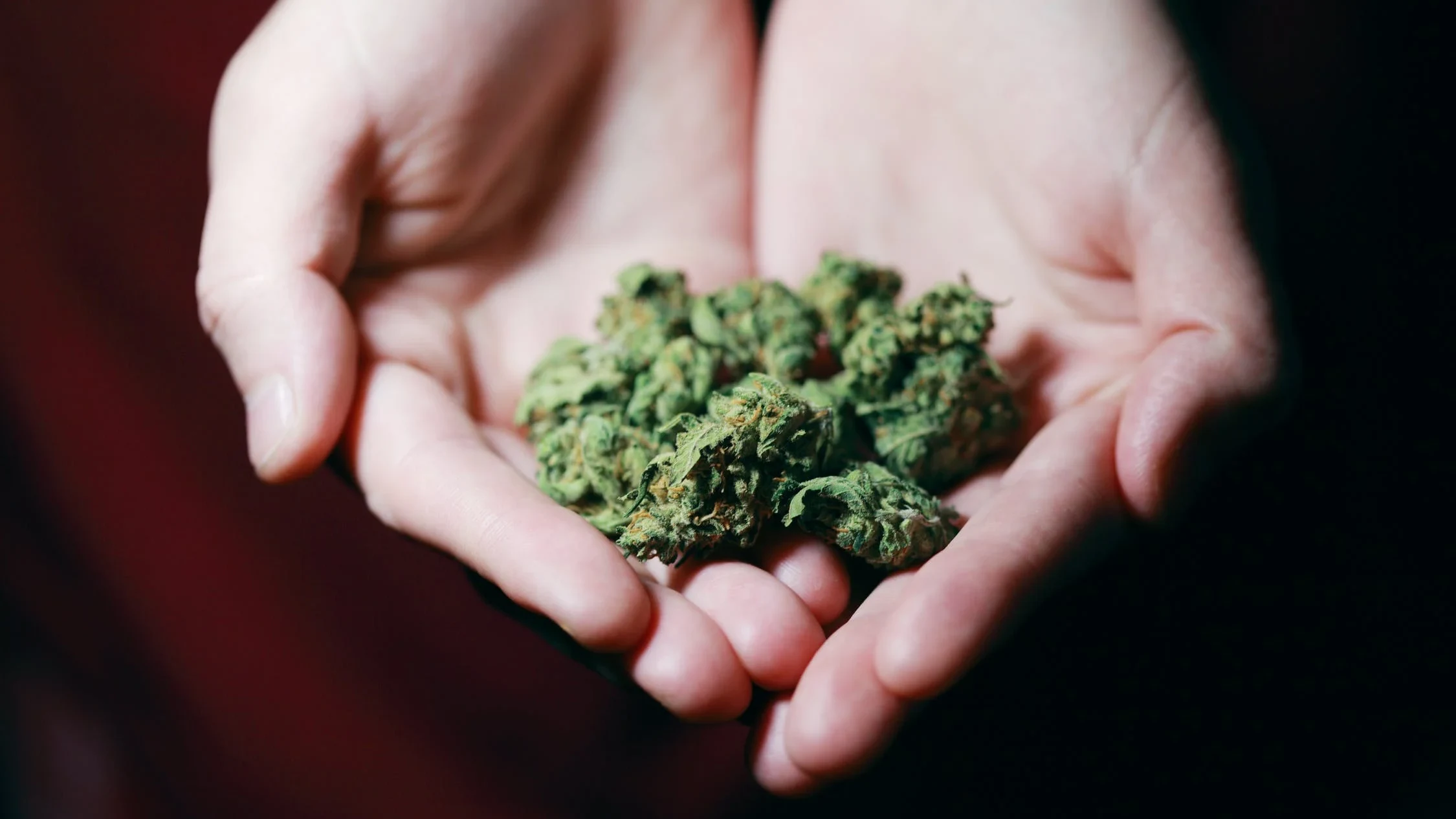 Bijzondere rijles: instructeur en leerlingen testen positief op THC 