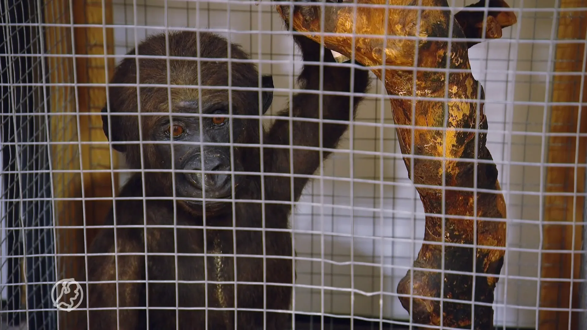 Douane doet tijdens zomervakantie vreemde vondsten: 'Bebloede apen en Chinese medicijnen'
