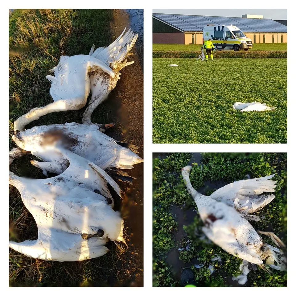 ‘Gruwelijke slachting’: vier zwanen neergeschoten en opengesneden in Geffen