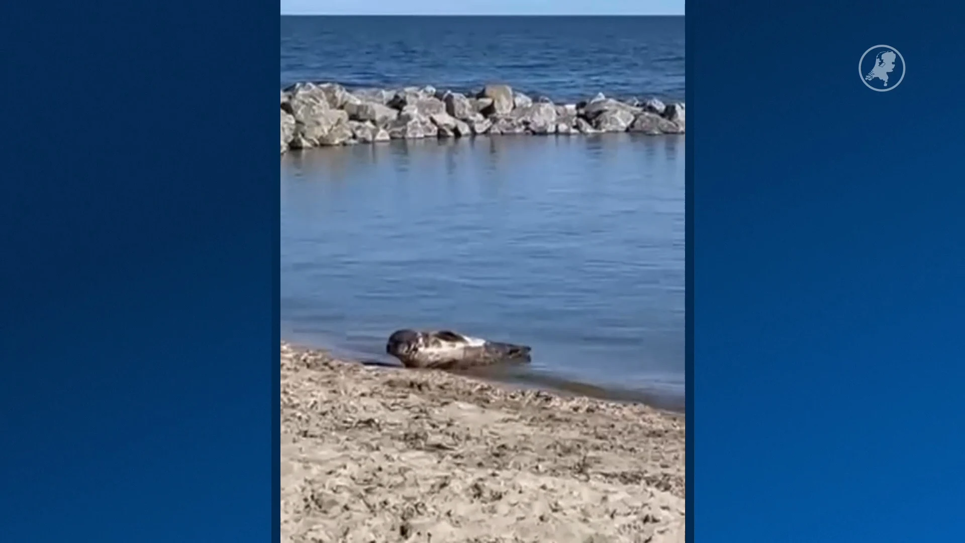 Dringende oproep zeehondenopvang: blijf weg bij zeehond Andijk