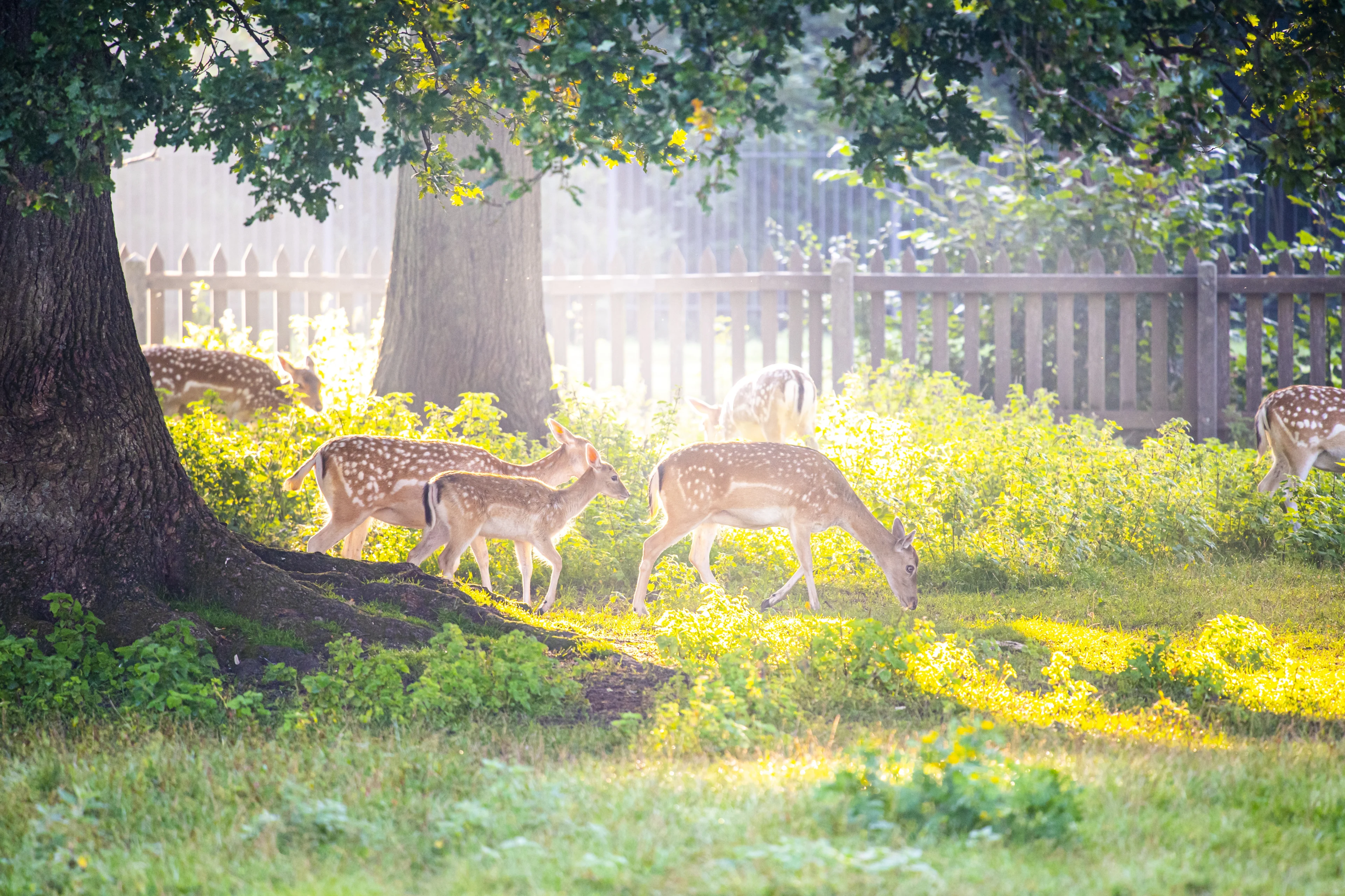 Hertenkamp dreigt uit te sterven en lijst met toegestane huisdieren wordt mogelijk ook korter 