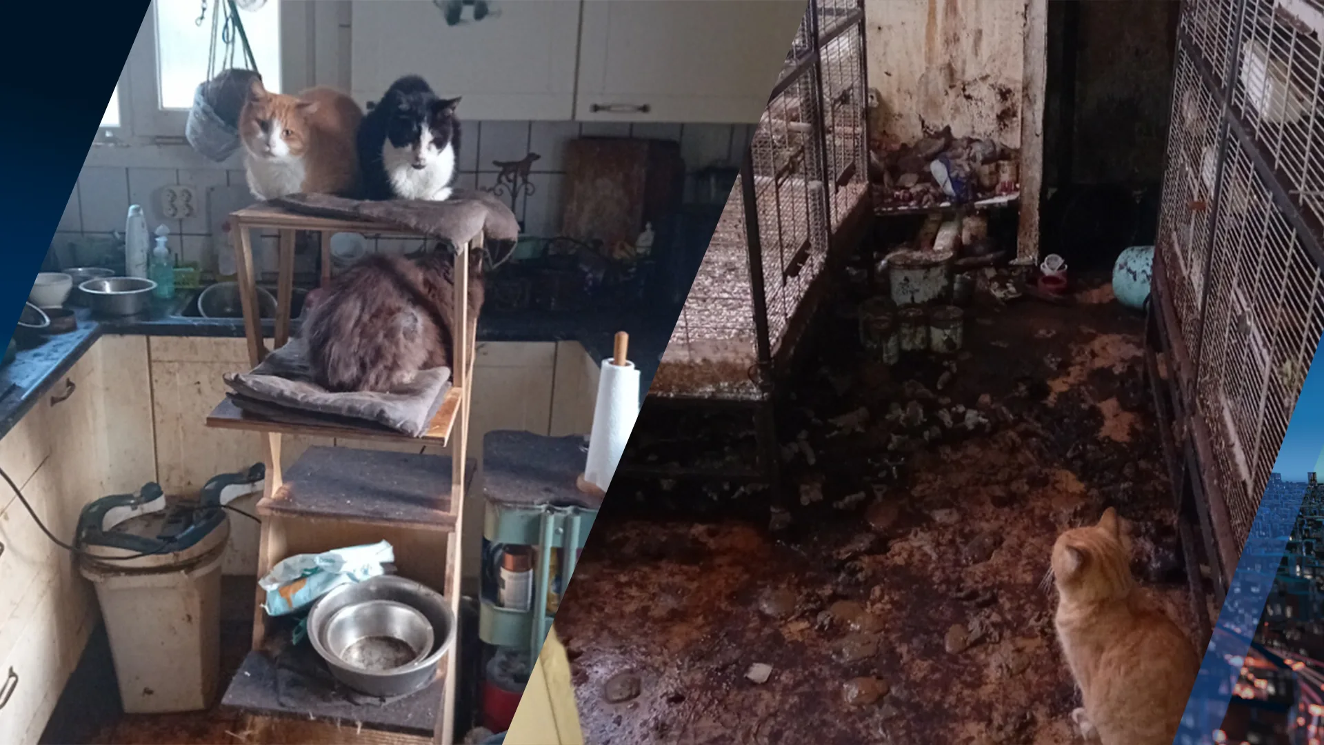 Tientallen dieren in eigen uitwerpselen gevonden in vervuilde woning Oldambt