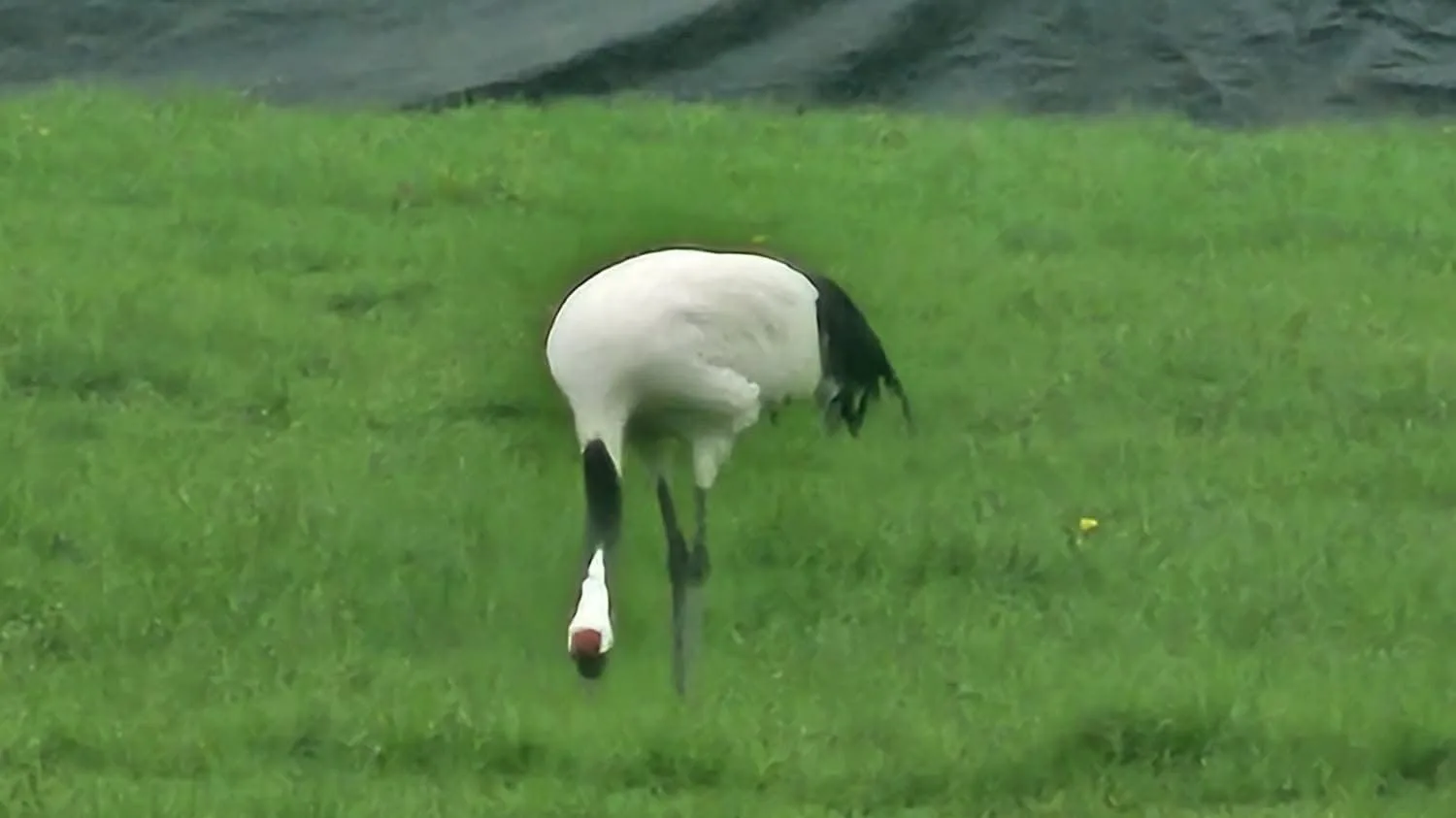 Chinese kraanvogel van Jan al twee weken kwijt in omgeving Twente
