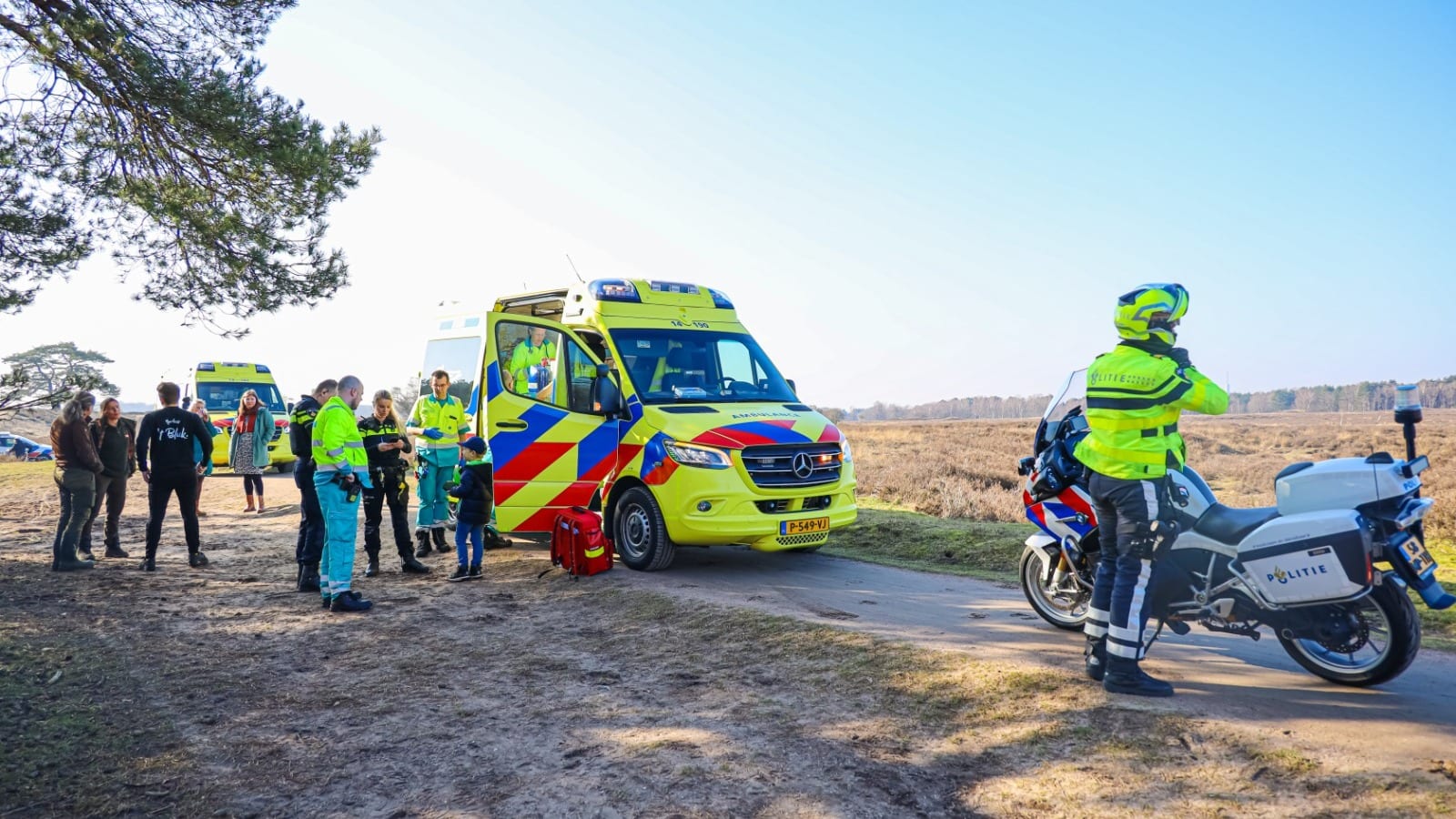 Koe neemt wandelaar te grazen op heide bij Laren