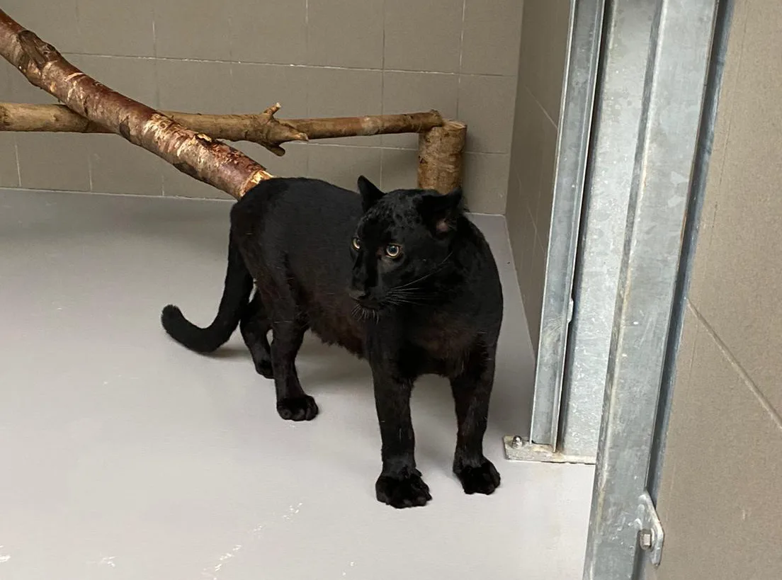 Zwarte panter is bijzondere nieuwe gast in opvangcentrum van Stichting Leeuw