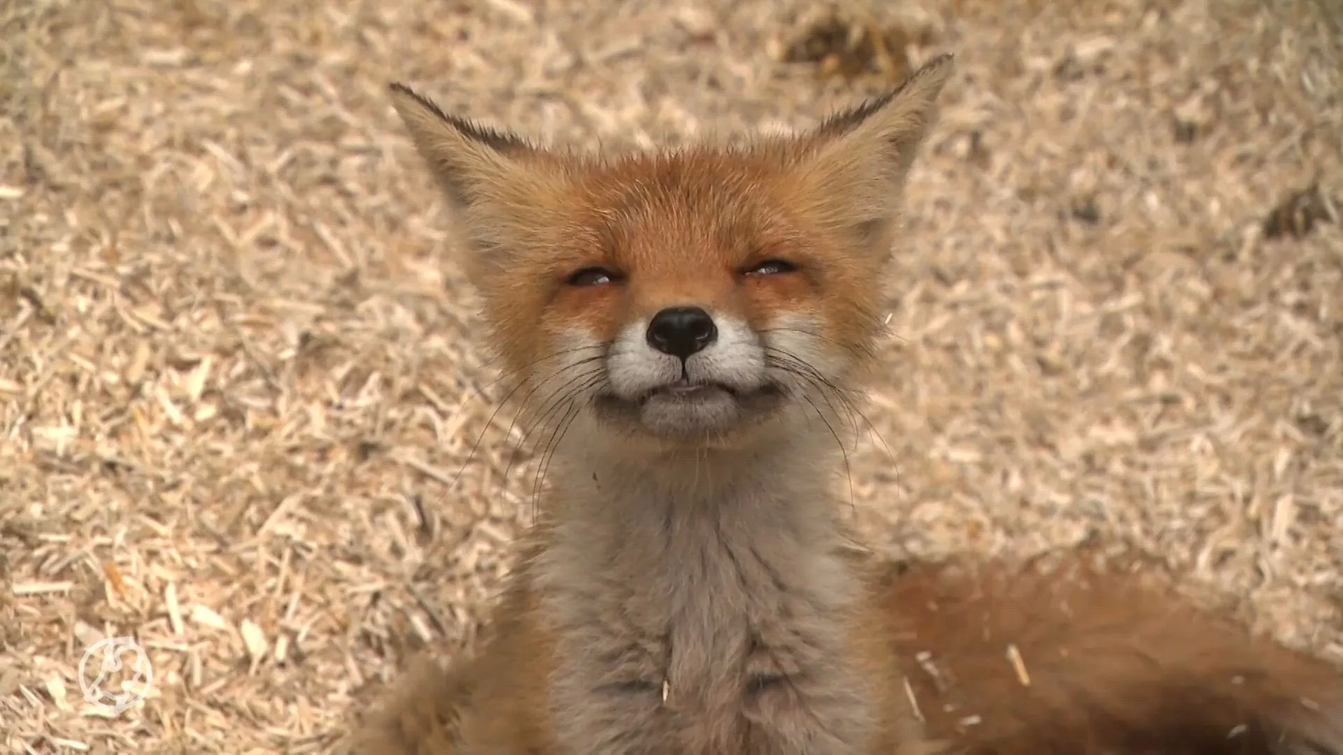'Dood patatvosje laat zien waarom we moeten stoppen met voeren van wilde dieren'