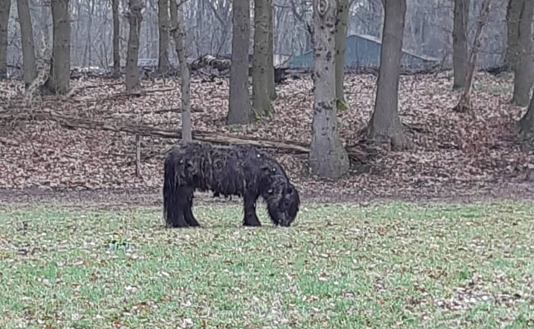 Wie heeft de bejaarde shetlandpony van Hans (75) zomaar uit de wei gestolen? 